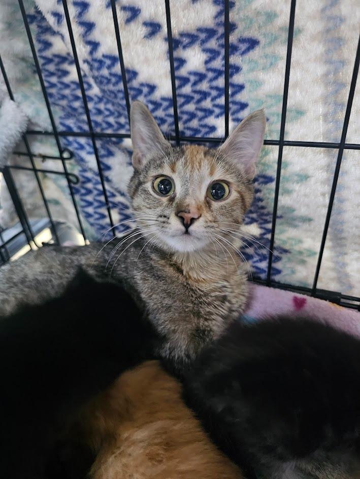Sandstone, Adoptable, Young Female Domestic Short Hair.