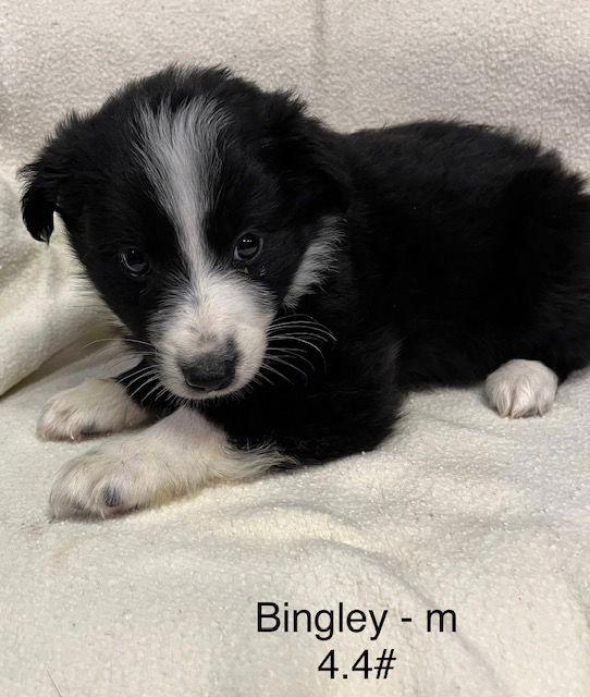Bingley, Adoptable, Puppy Male Australian Shepherd.