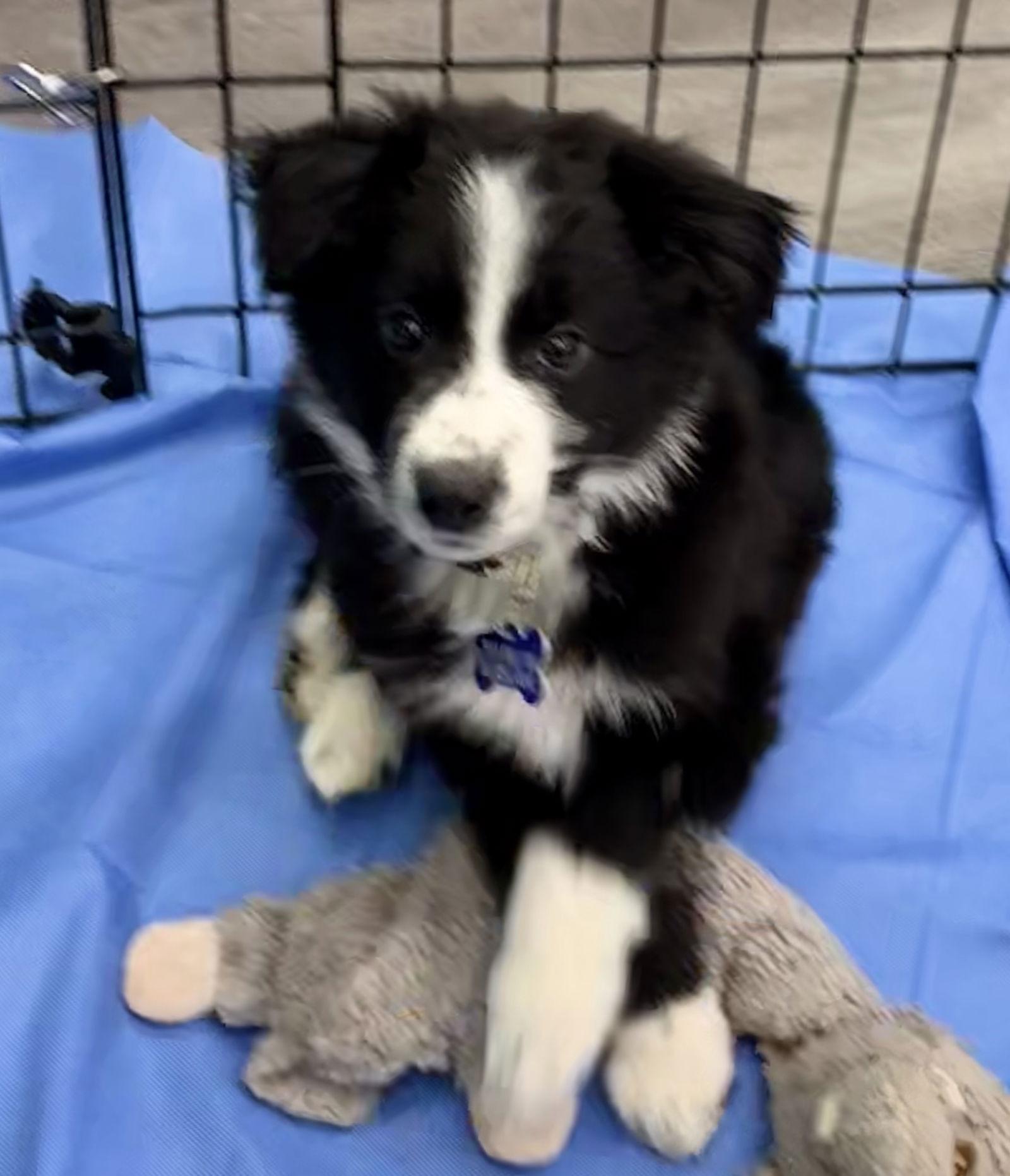 Bingley, a Adoptable Australian Shepherd in Hillside, IL image 2/3