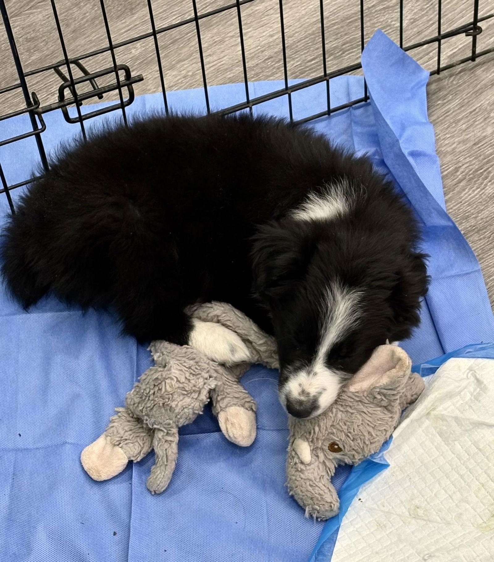 Bingley, a Adoptable Australian Shepherd in Hillside, IL image 3/3