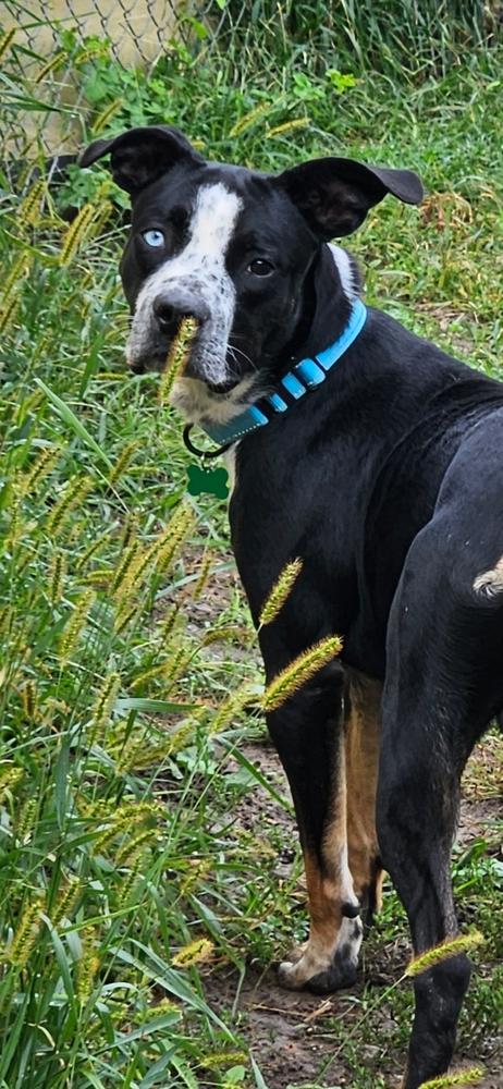 Finnegan, Adoptable, Adult Male Pit Bull Terrier & Mixed Breed.