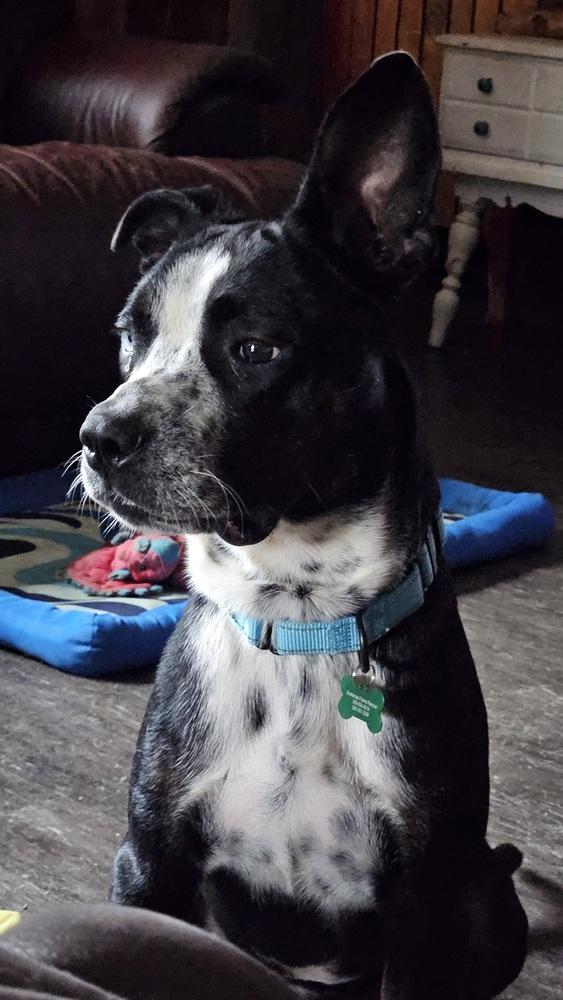 Enlarge Finnegan, a Adoptable mixed breed in Peoria, IL image 2/5