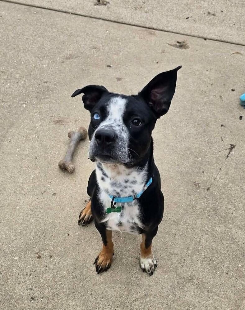 Enlarge Finnegan, a Adoptable mixed breed in Peoria, IL image 3/5