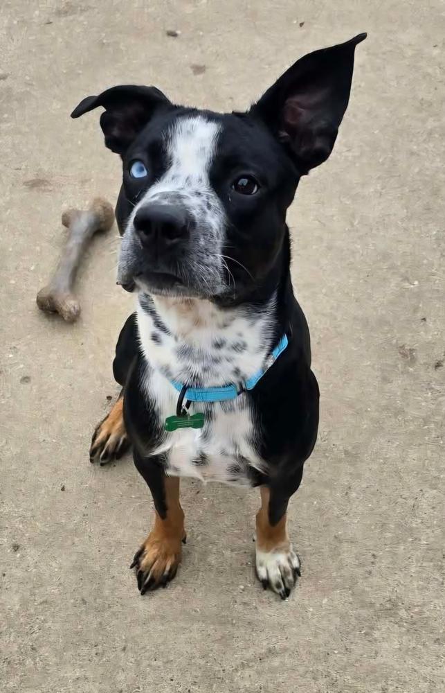 Enlarge Finnegan, a Adoptable mixed breed in Peoria, IL image 4/5