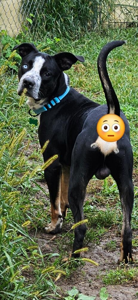 Enlarge Finnegan, a Adoptable mixed breed in Peoria, IL image 5/5