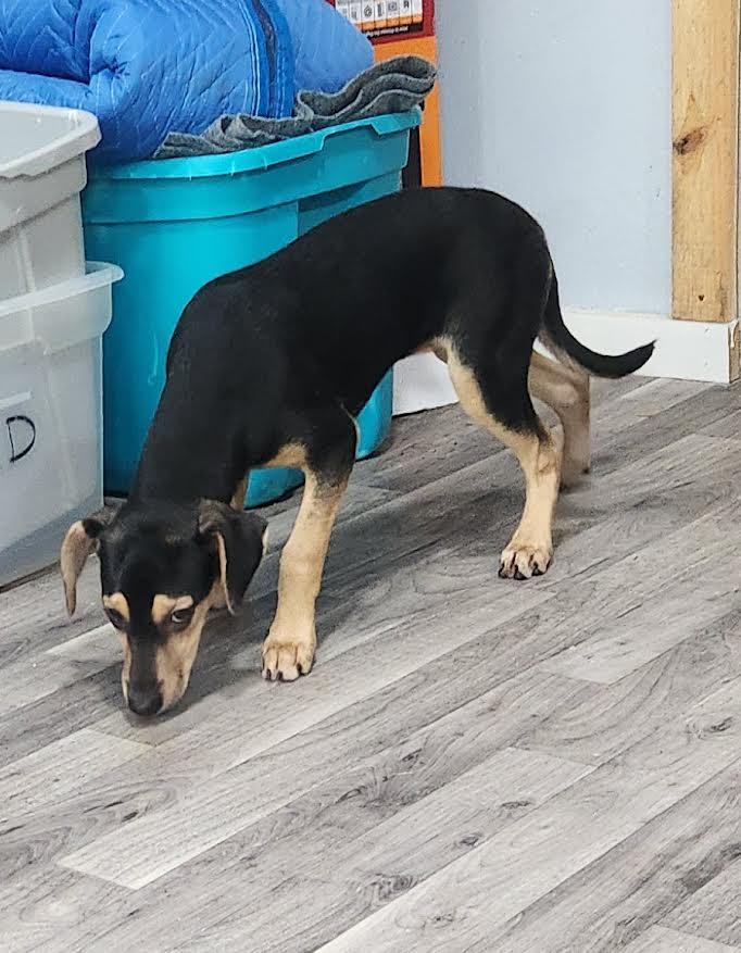 Enlarge Skye, a Adoptable mixed breed in Marshall, AR image 2/4