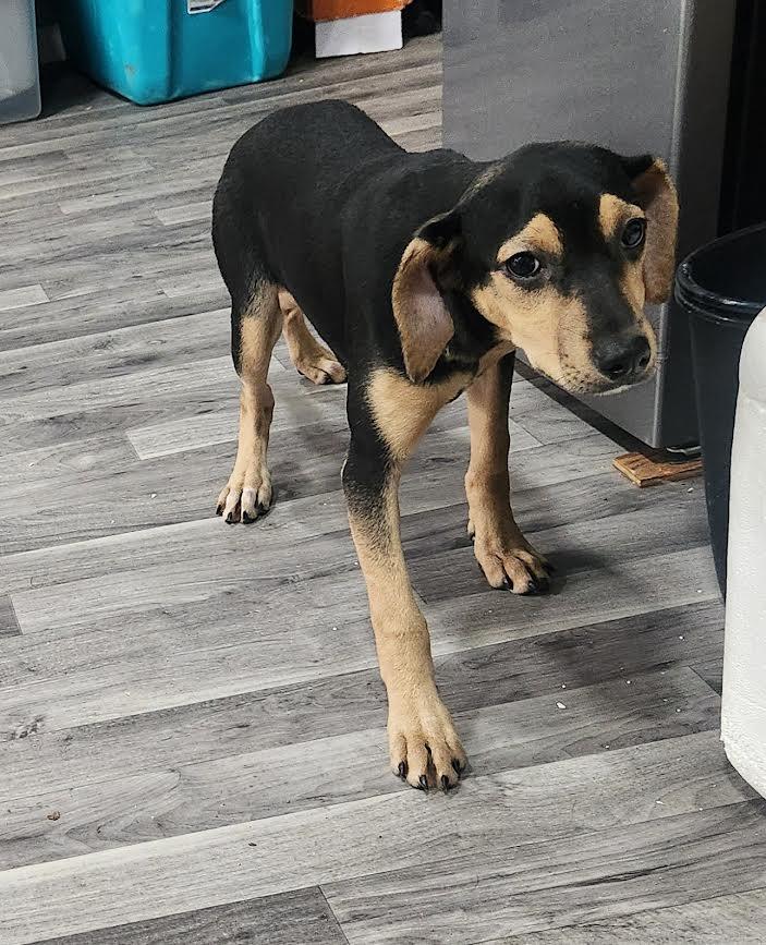 Enlarge Skye, a Adoptable mixed breed in Marshall, AR image 3/4