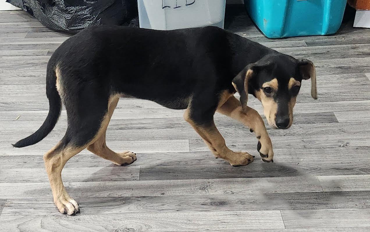 Enlarge Skye, a Adoptable mixed breed in Marshall, AR image 4/4