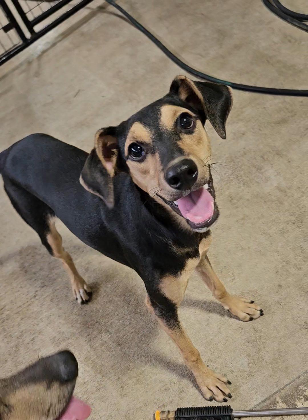 Skye, Adoptable, Puppy Female Mountain Cur.