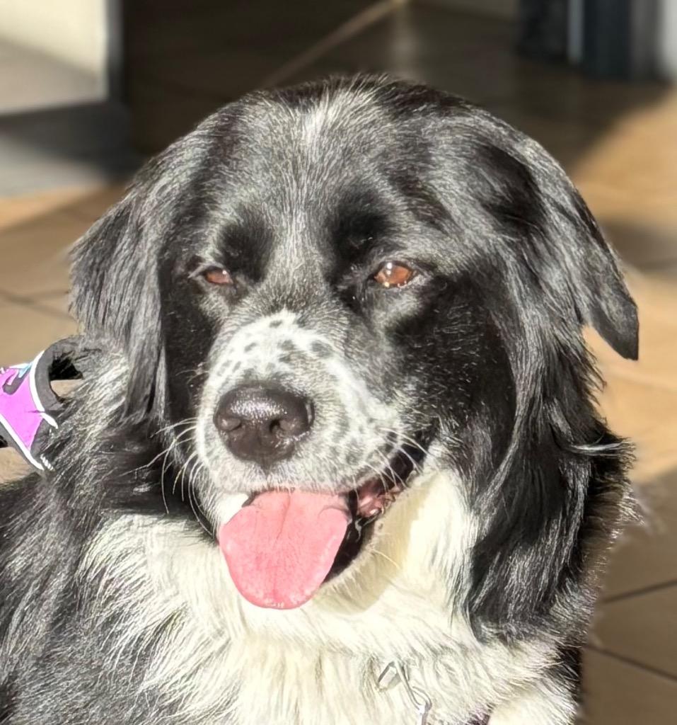 Lucille, Adopted, Adult Female English Springer Spaniel & Flat-Coated Retriever.