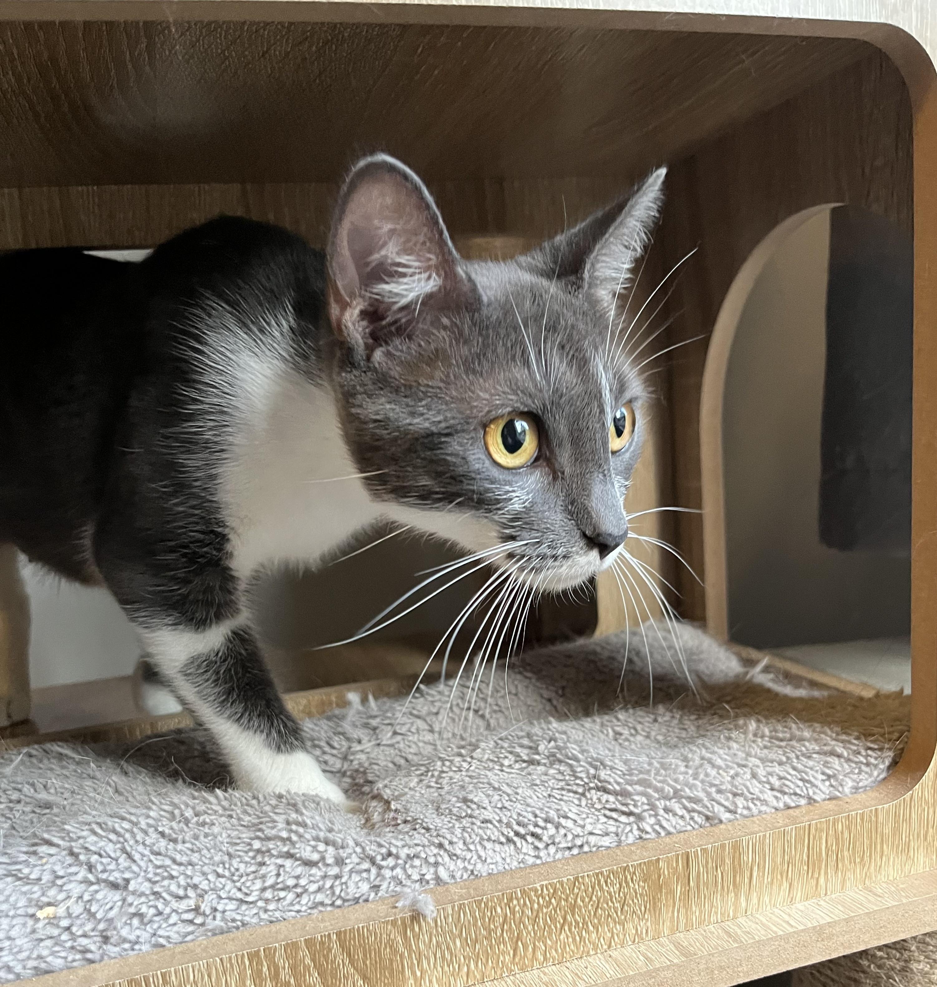 Auxin, a Adoptable Domestic Short Hair in Oberlin, OH image 3/3