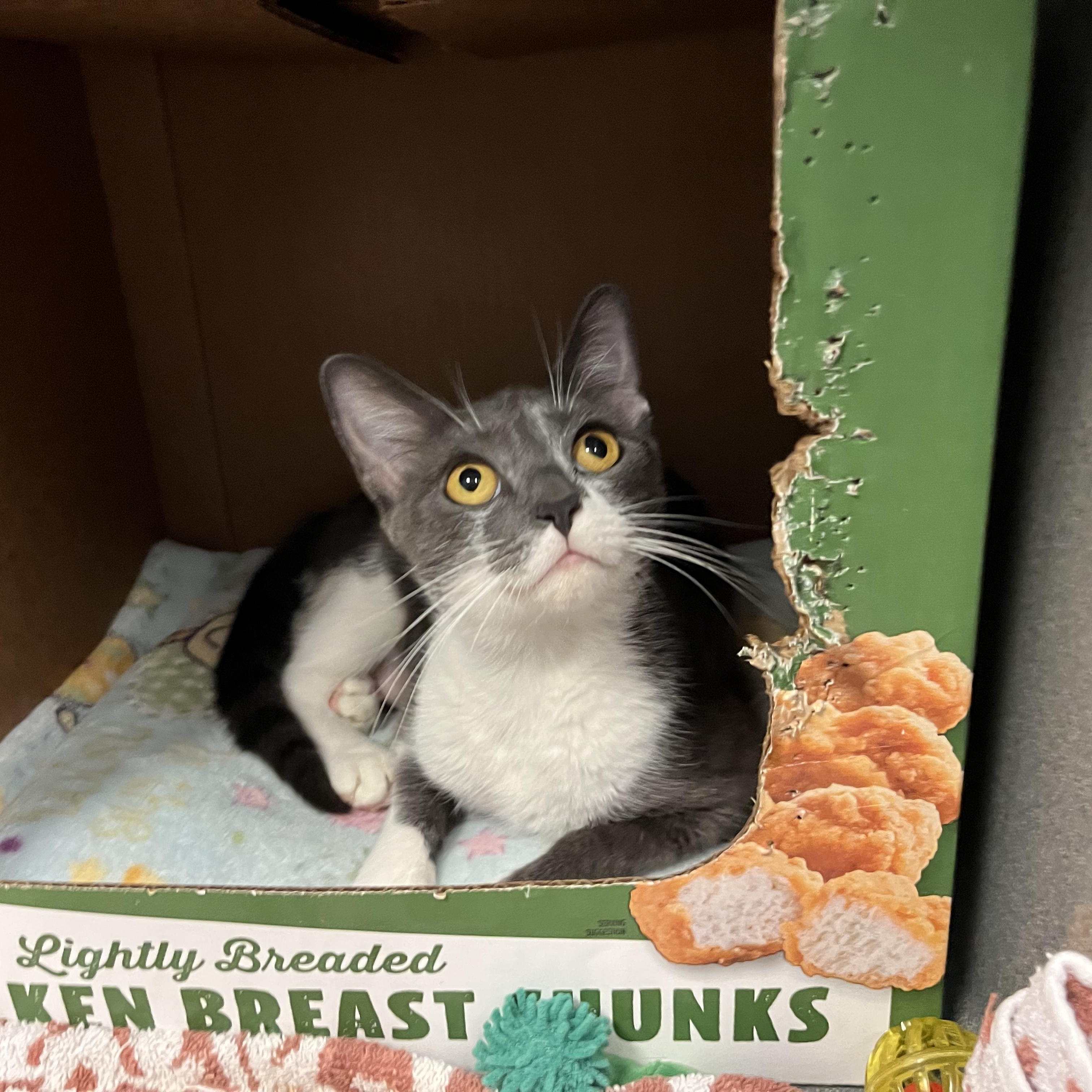 Auxin, Adoptable, Adult Female Domestic Short Hair.