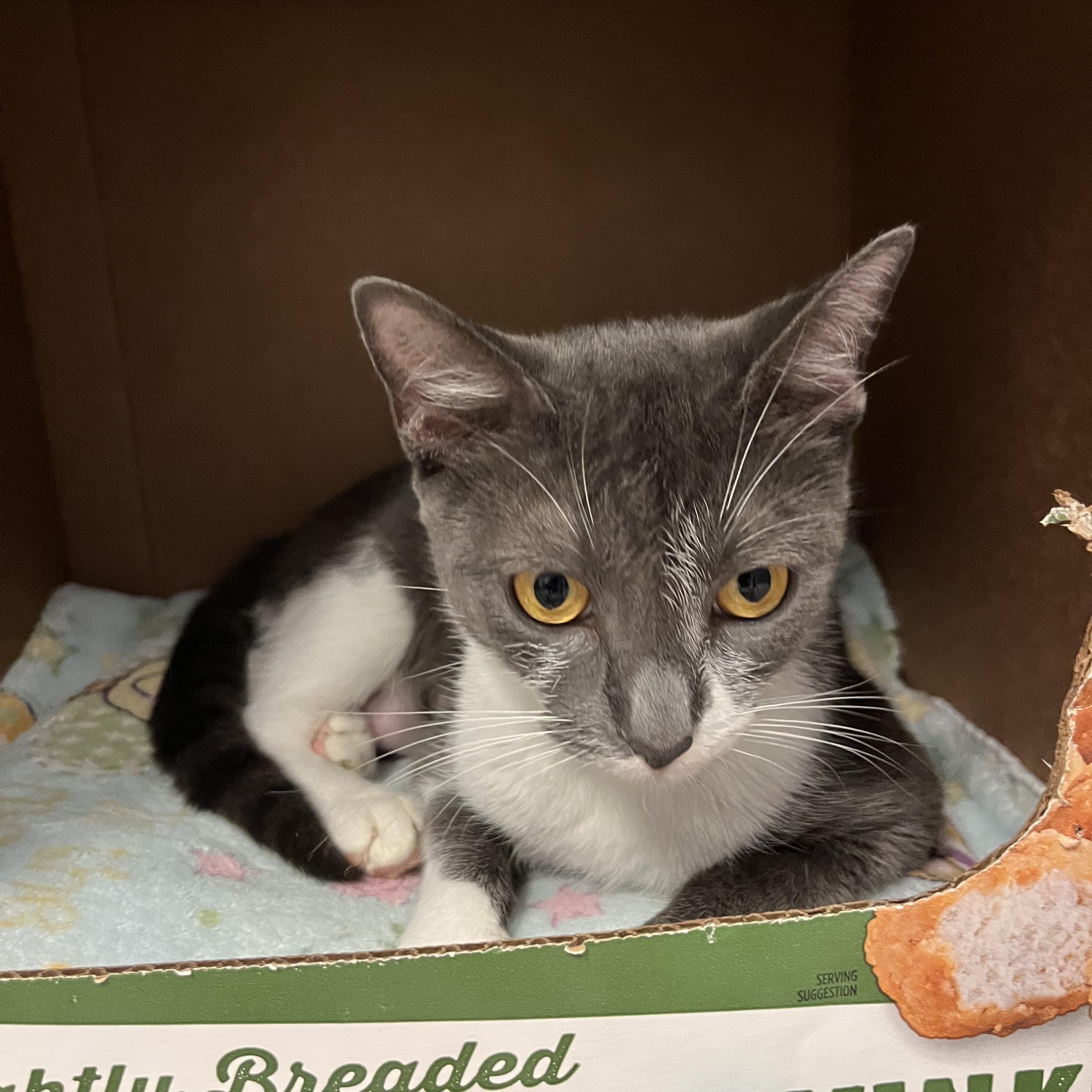 Auxin, a Adoptable Domestic Short Hair in Oberlin, OH image 2/3