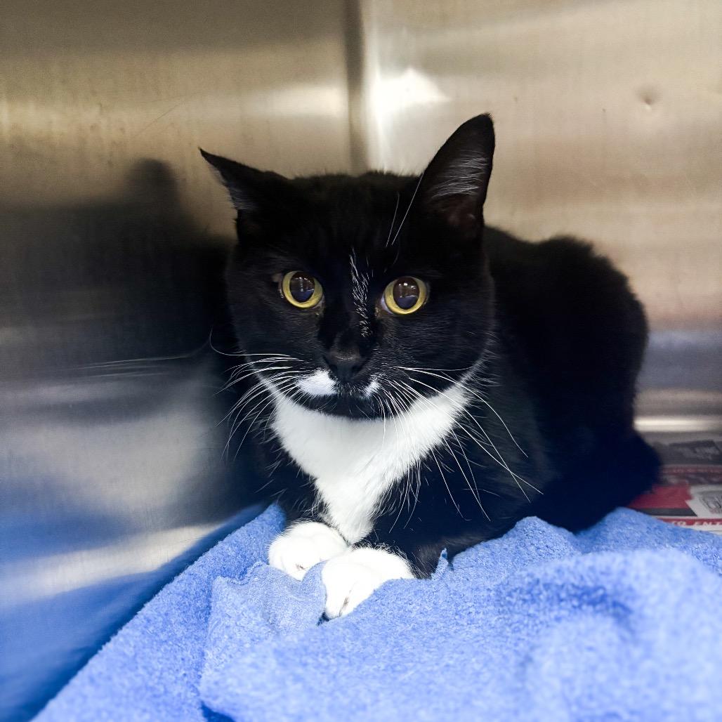 Enlarge Nabisco, a Adoptable Domestic Short Hair in Marion, VA image 1/6