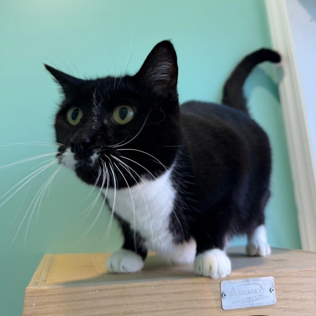 Enlarge Nabisco, a Adoptable Domestic Short Hair in Marion, VA image 2/6