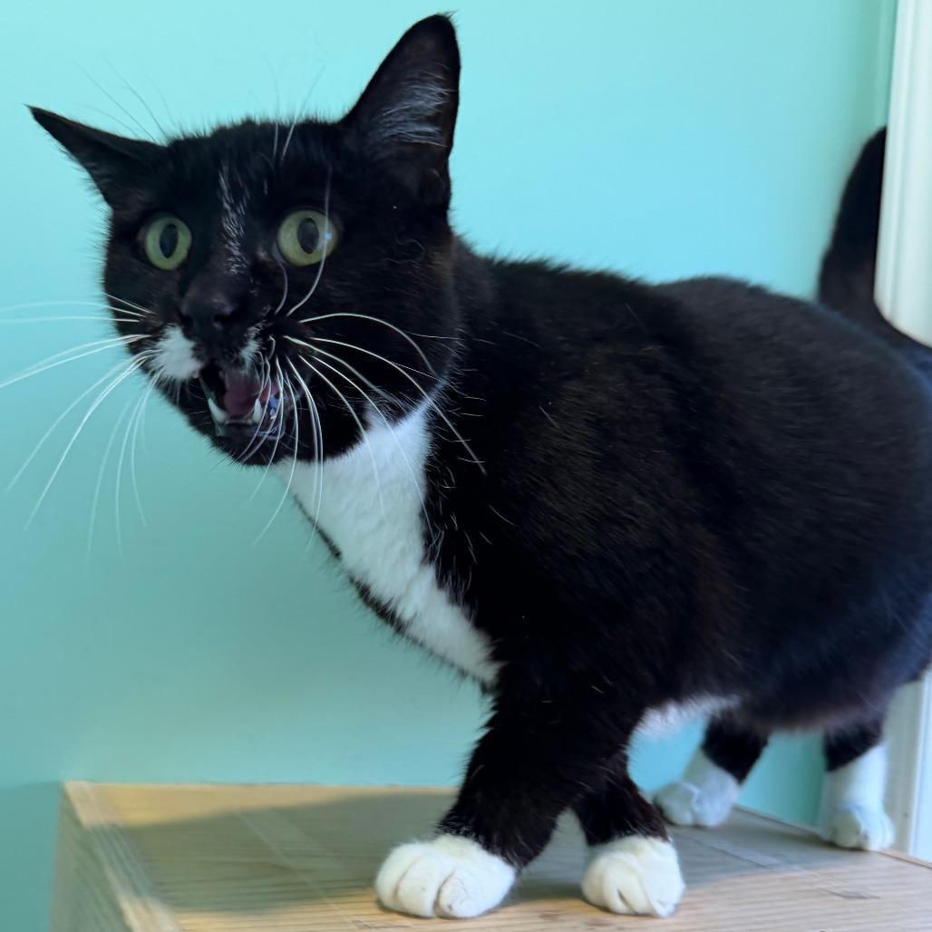 Enlarge Nabisco, a Adoptable Domestic Short Hair in Marion, VA image 3/6