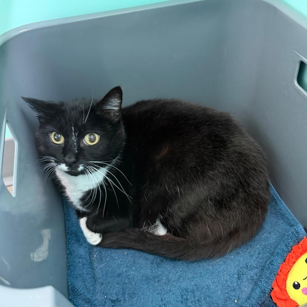 Enlarge Nabisco, a Adoptable Domestic Short Hair in Marion, VA image 4/6