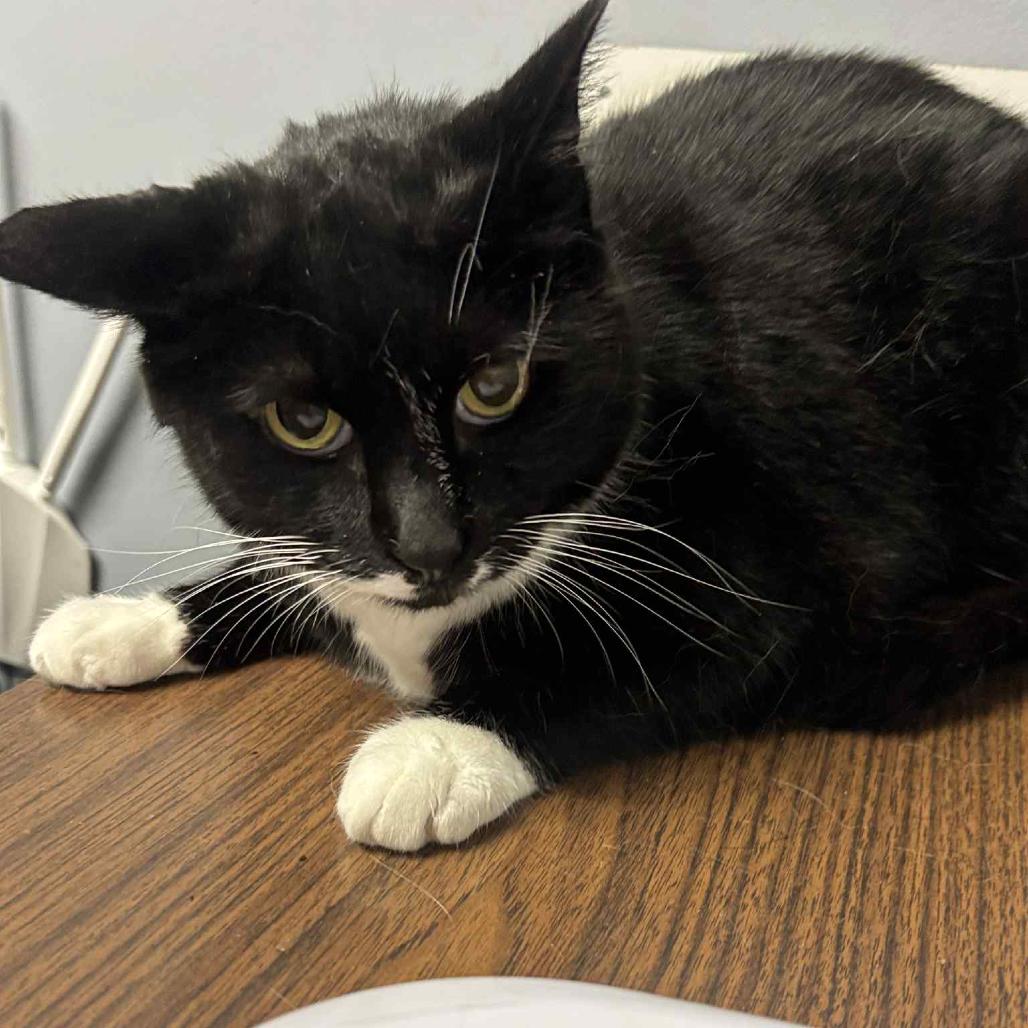 Enlarge Nabisco, a Adoptable Domestic Short Hair in Marion, VA image 5/6