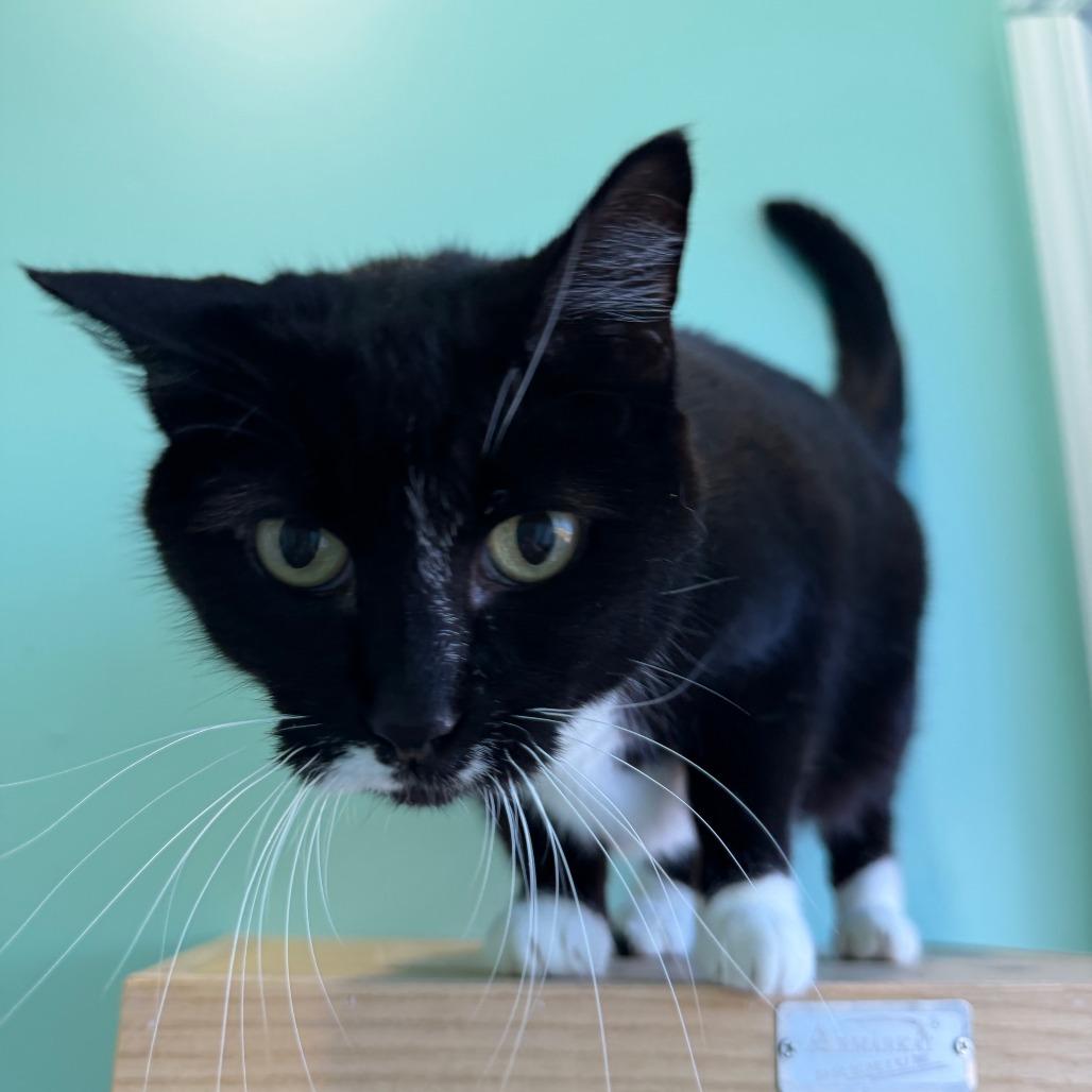 Enlarge Nabisco, a Adoptable Domestic Short Hair in Marion, VA image 6/6