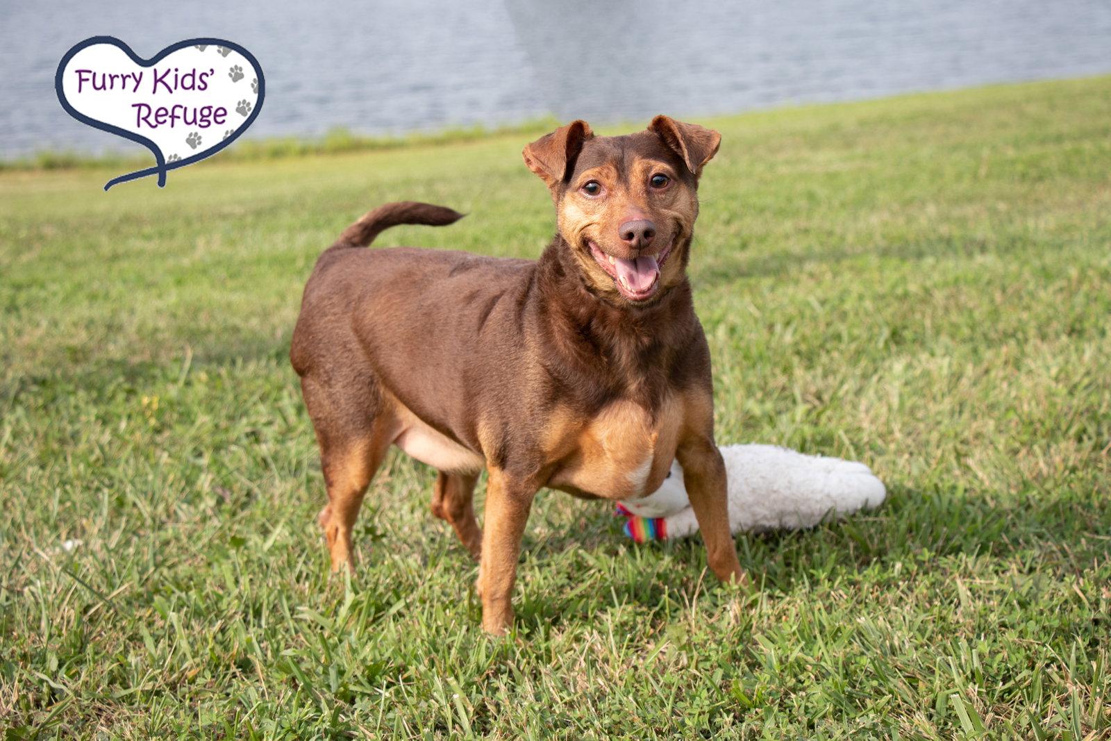 Buddy Guy, Adoptable, Adult Male Chihuahua & Dachshund.