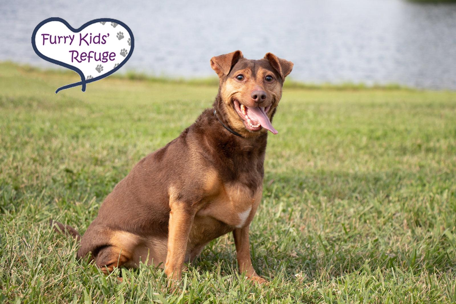 Enlarge Buddy Guy, a Adoptable mixed breed in Lee's Summit, MO image 2/3