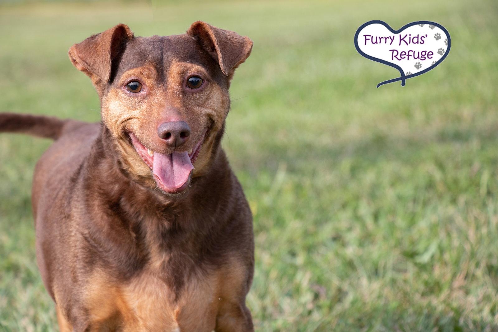 Enlarge Buddy Guy, a Adoptable mixed breed in Lee's Summit, MO image 3/3