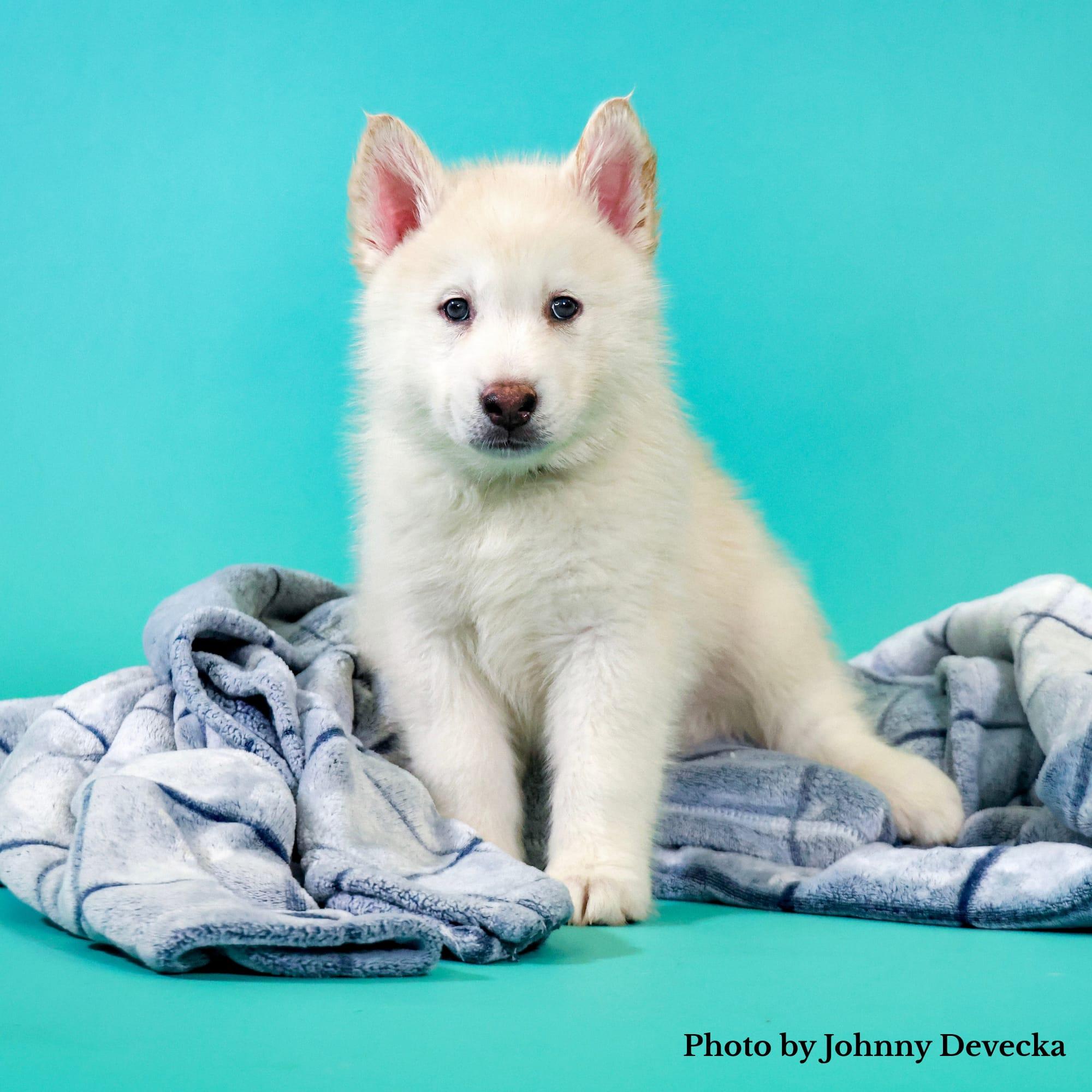 Enlarge Polly is available, a Adopted Husky in Los Angeles, CA image 1/5