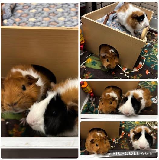 Enlarge Ethel & Evie, a Adoptable Guinea Pig in Amherst, NY image 1/1