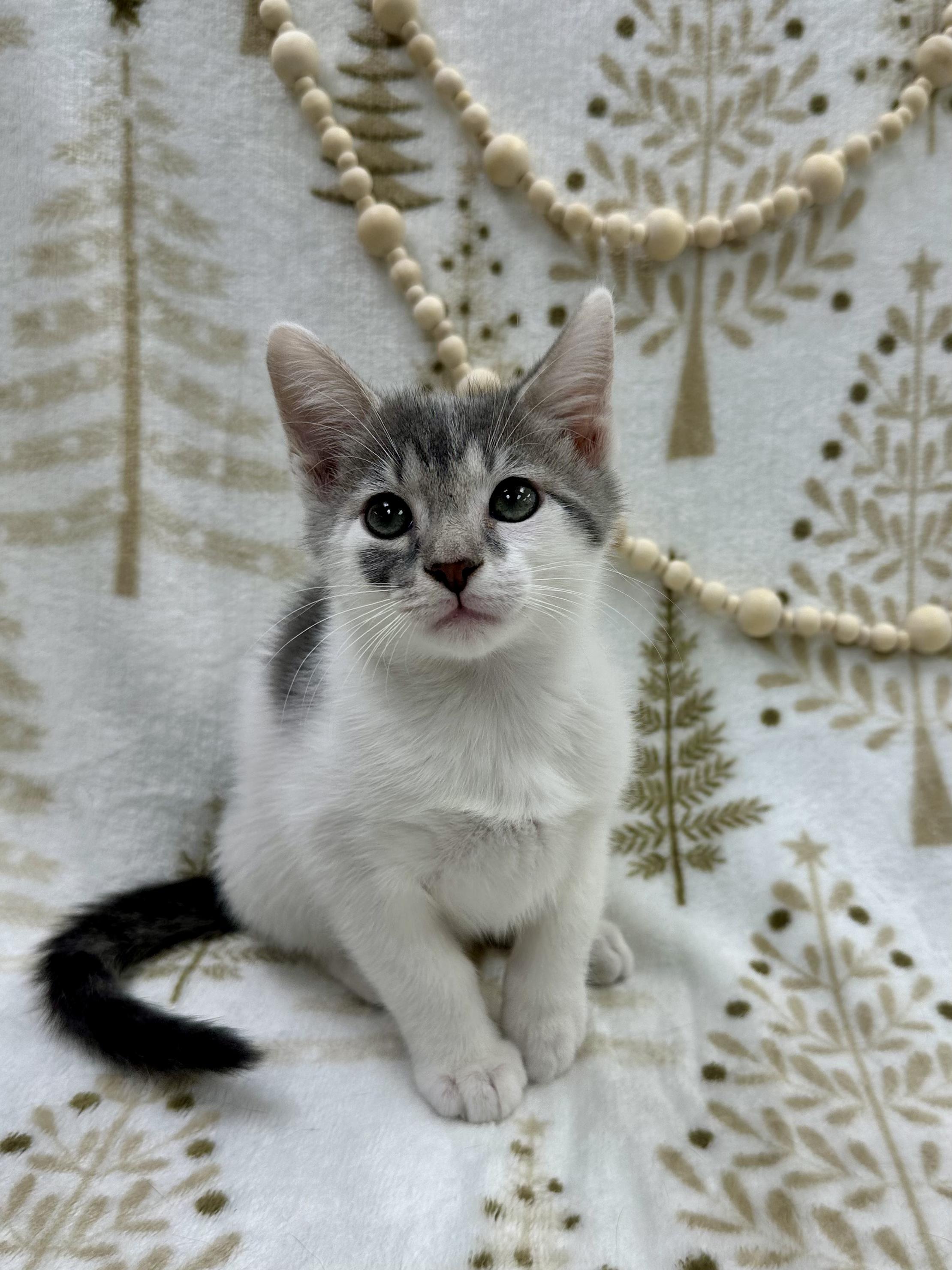 Dumpling thumbnail 2