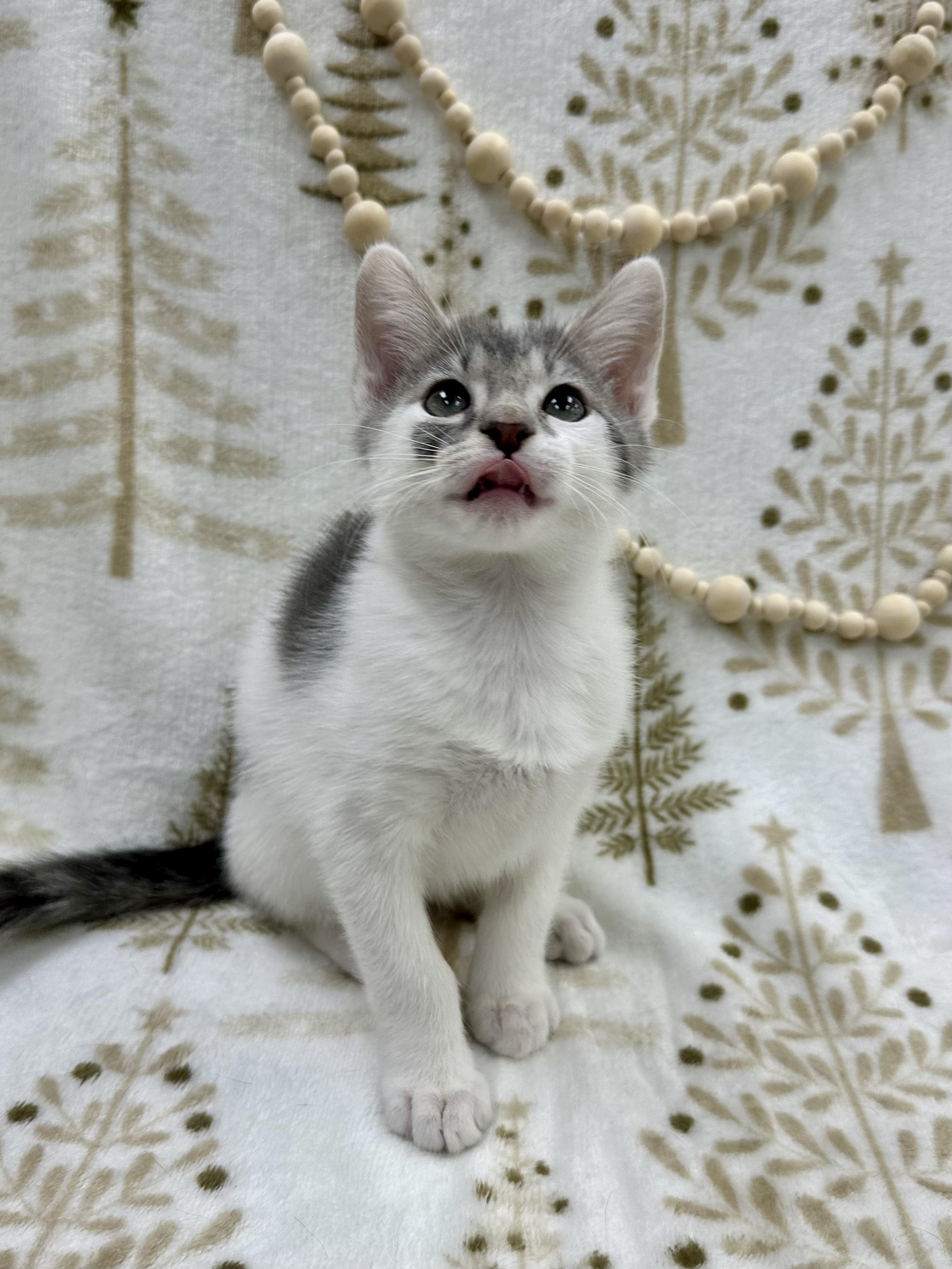 Dumpling thumbnail 3