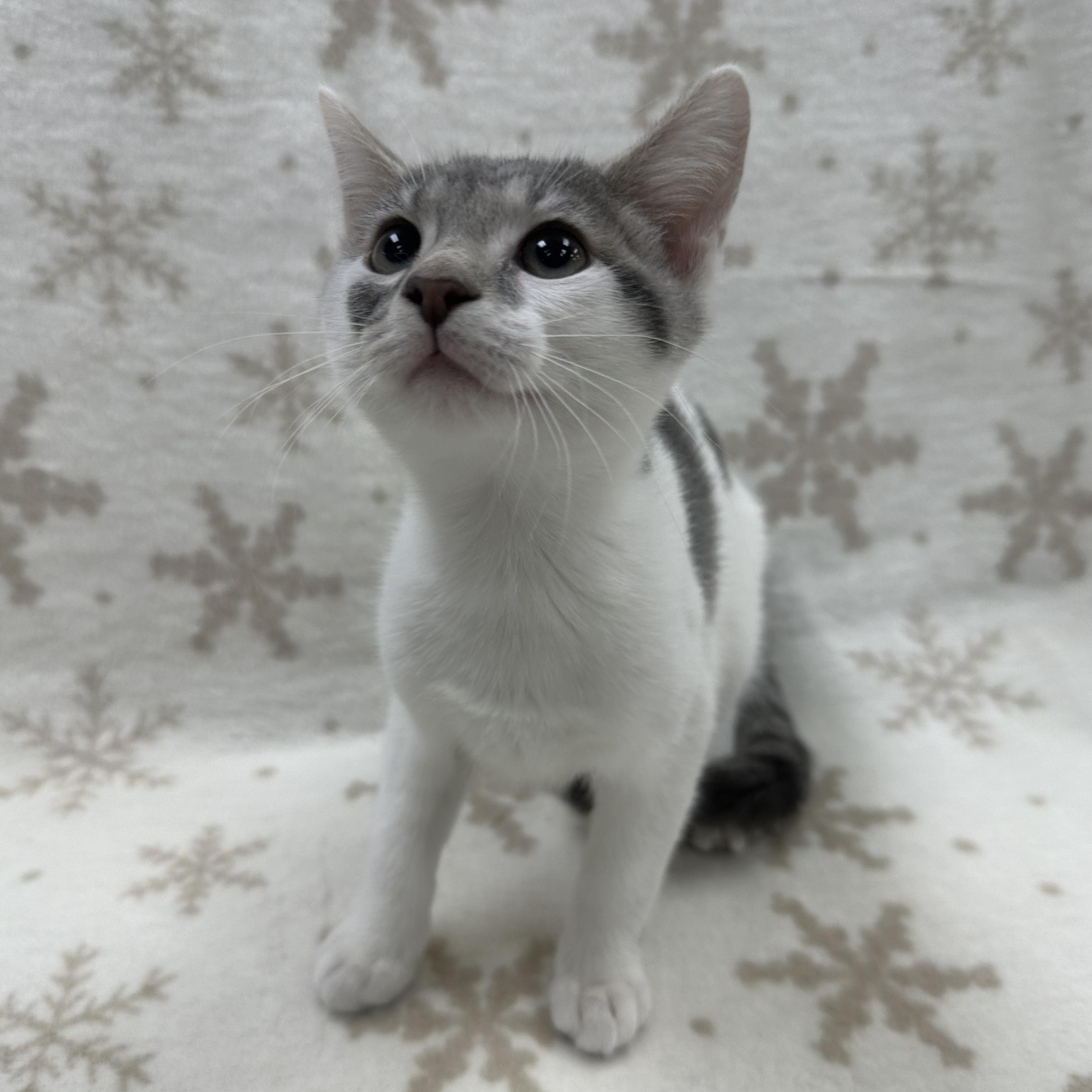 Enlarge Dumpling, an adoptable Domestic Short Hair in Columbus, OH image 6/6