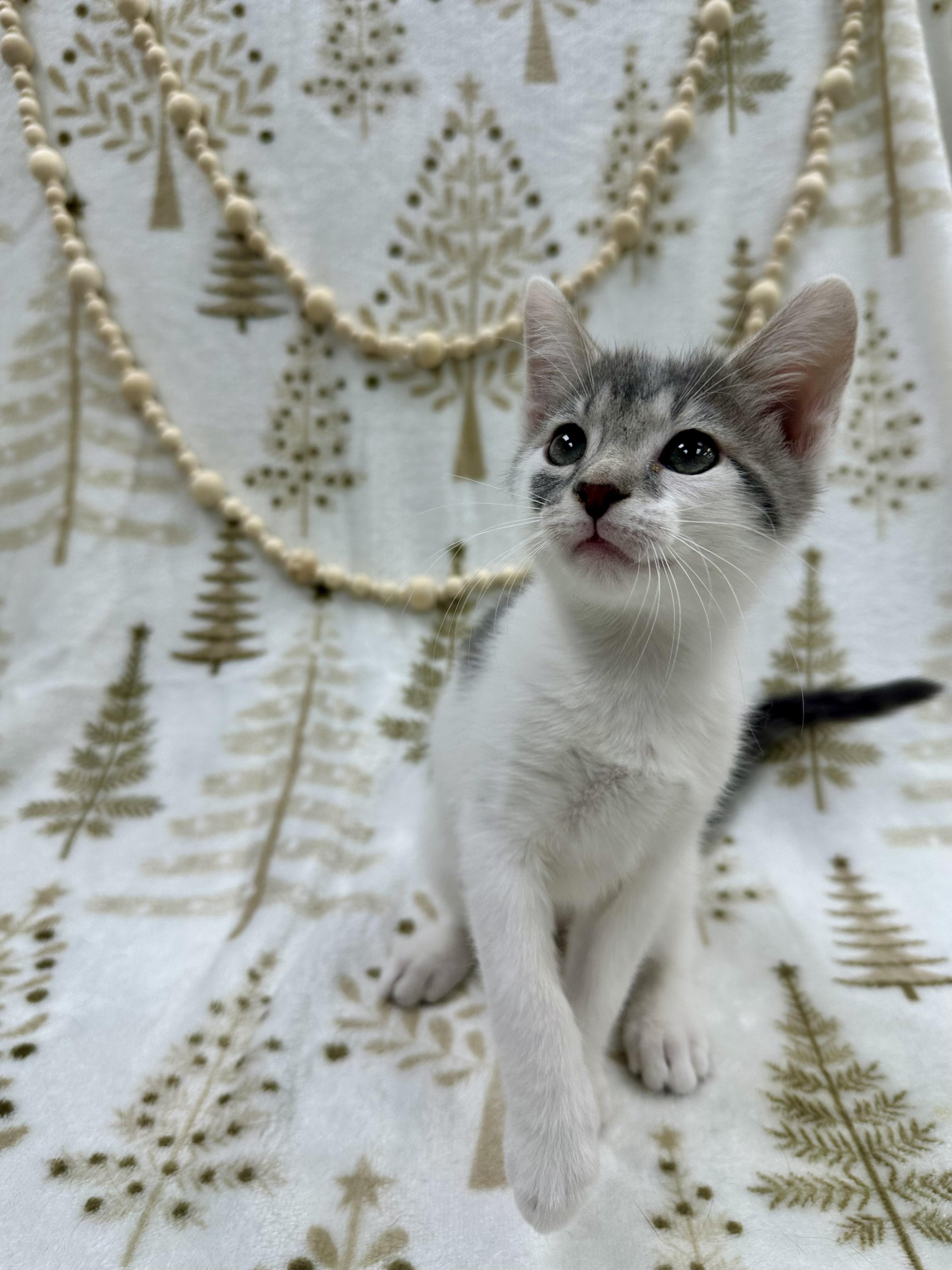 Dumpling thumbnail 5