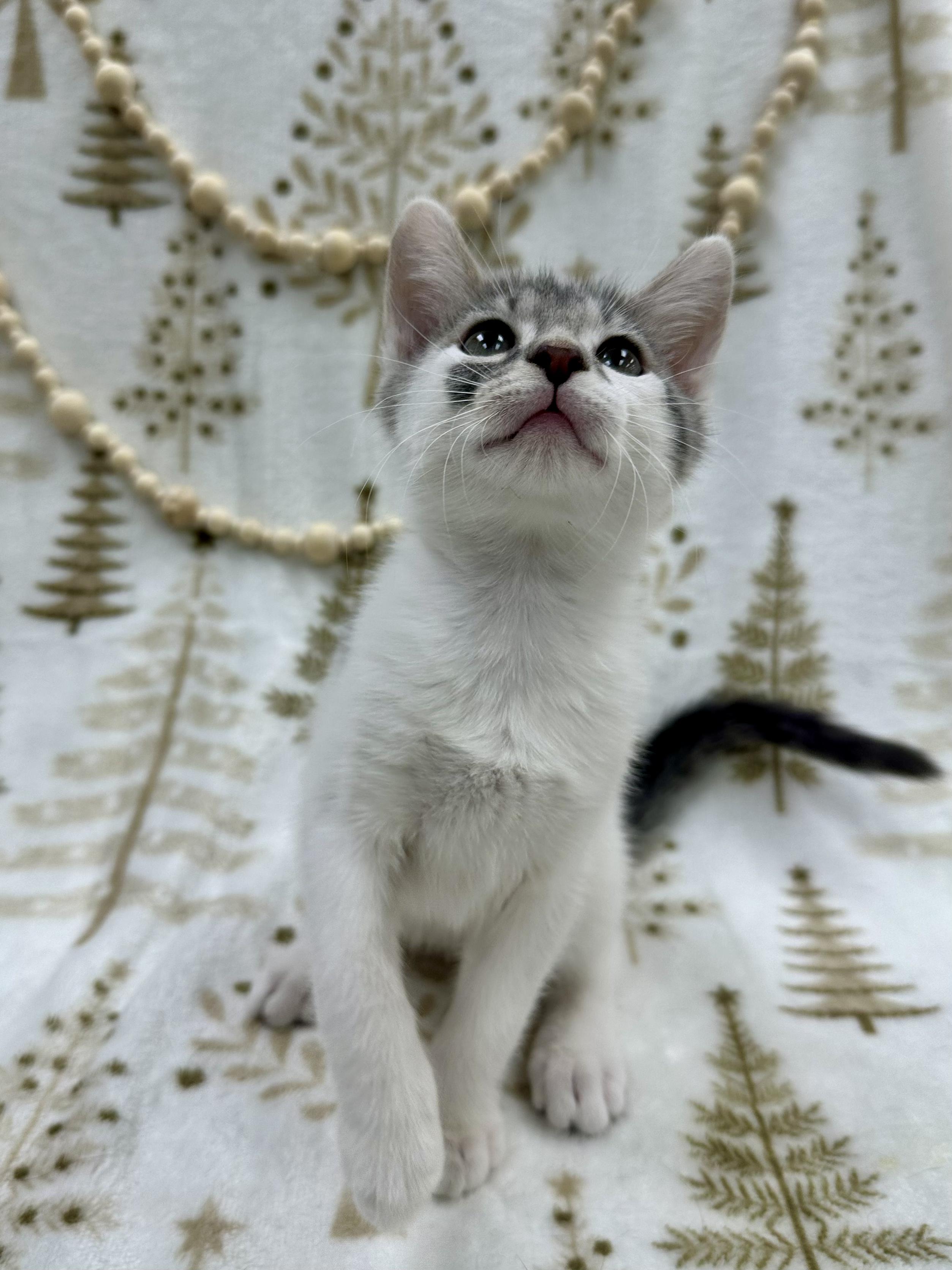 Dumpling thumbnail 6