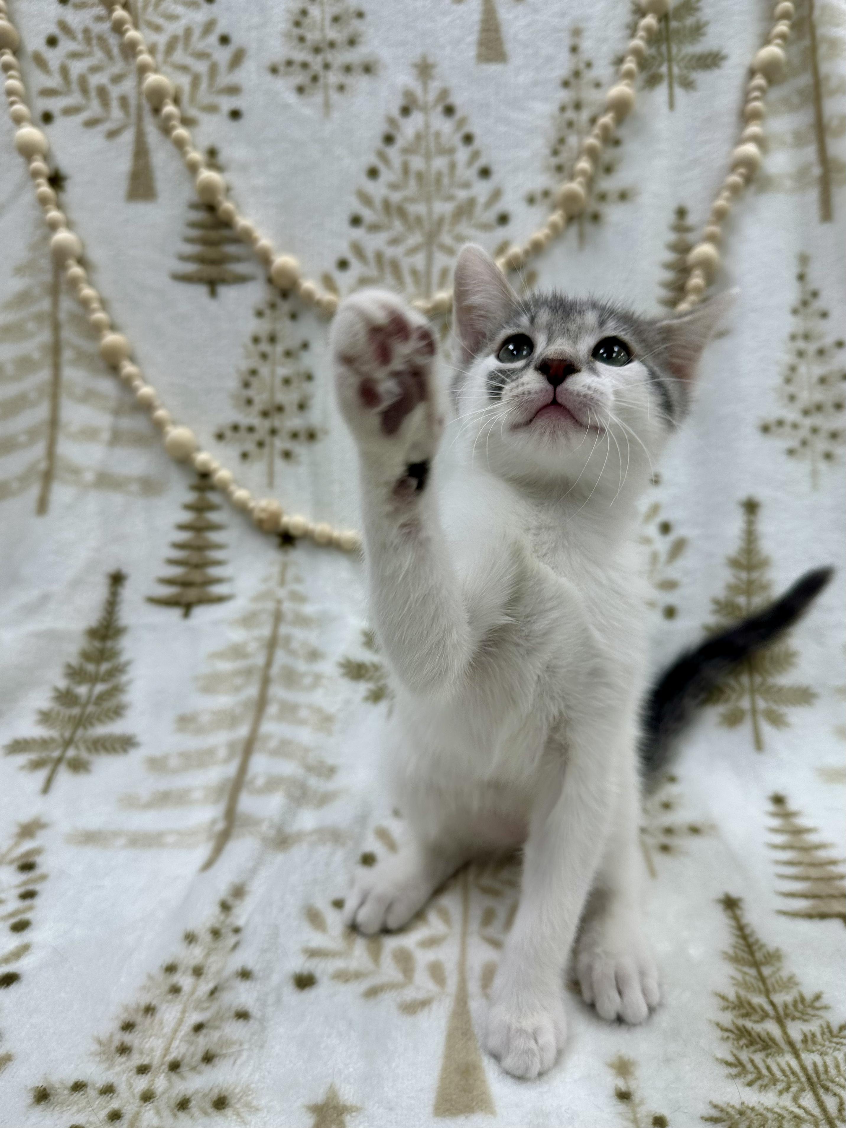 Dumpling thumbnail 7