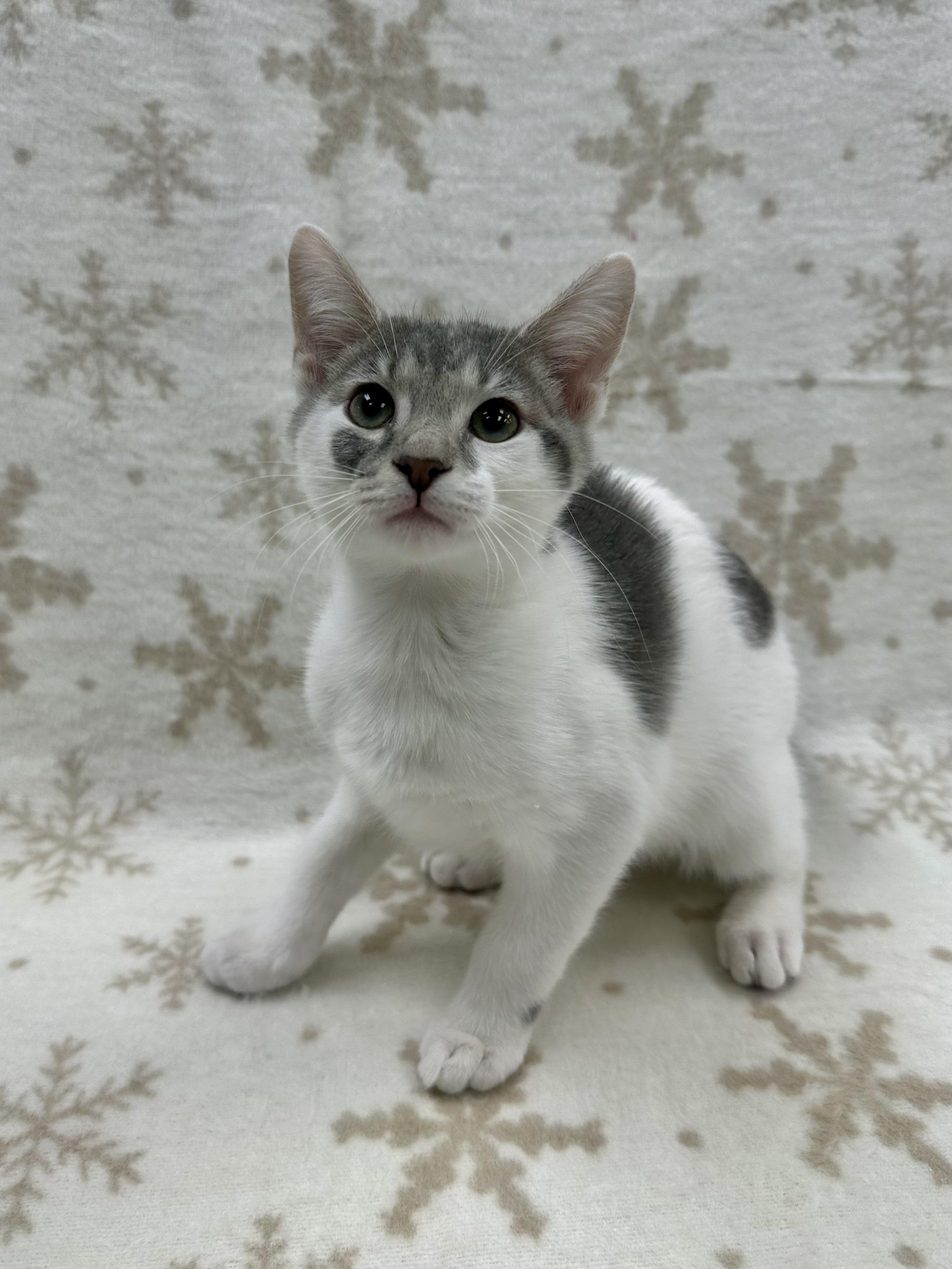 Dumpling, adoptable, Kitten Female Domestic Short Hair.