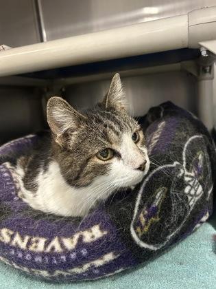 Gee Gee — thumbnail 2