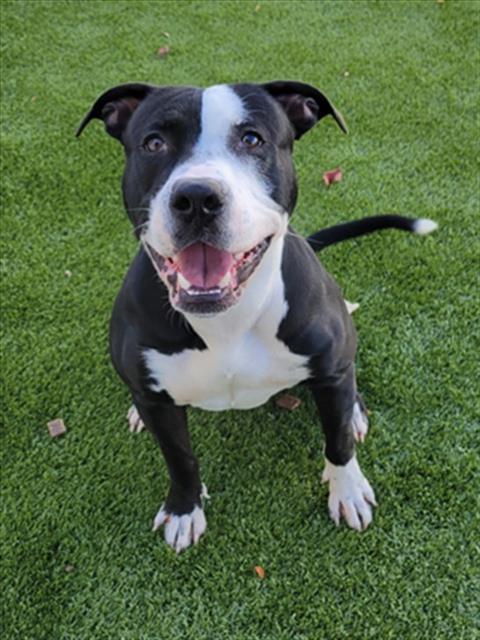 Enlarge KARLSON, a Adoptable Pit Bull Terrier in Toledo, OH image 1/1