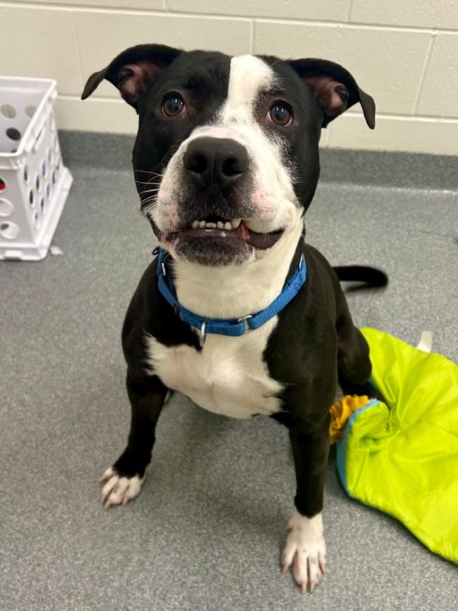 KARLSON, Adoptable, Young Male Pit Bull Terrier.