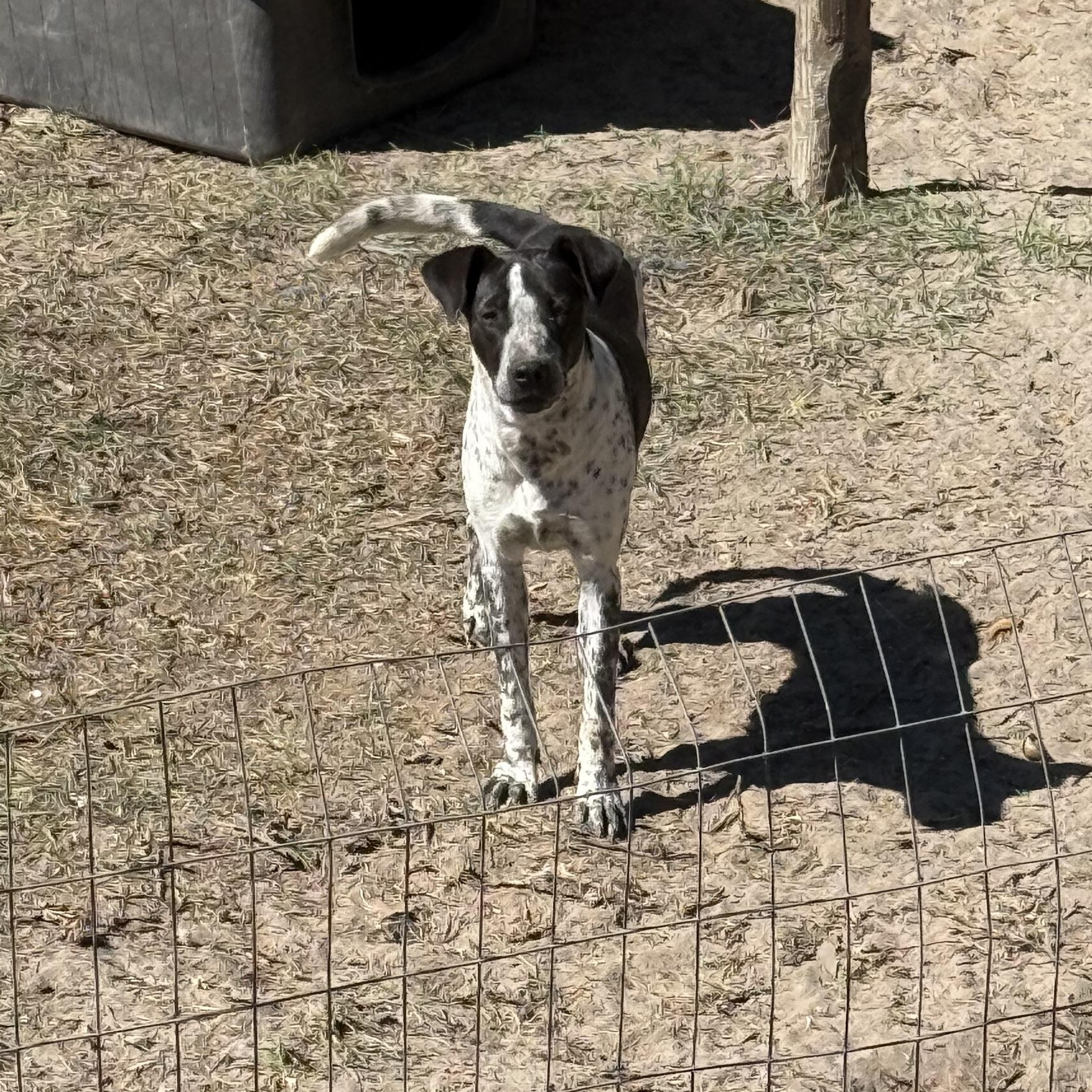 Kizmett, Adopted, Young Female German Shorthaired Pointer.
