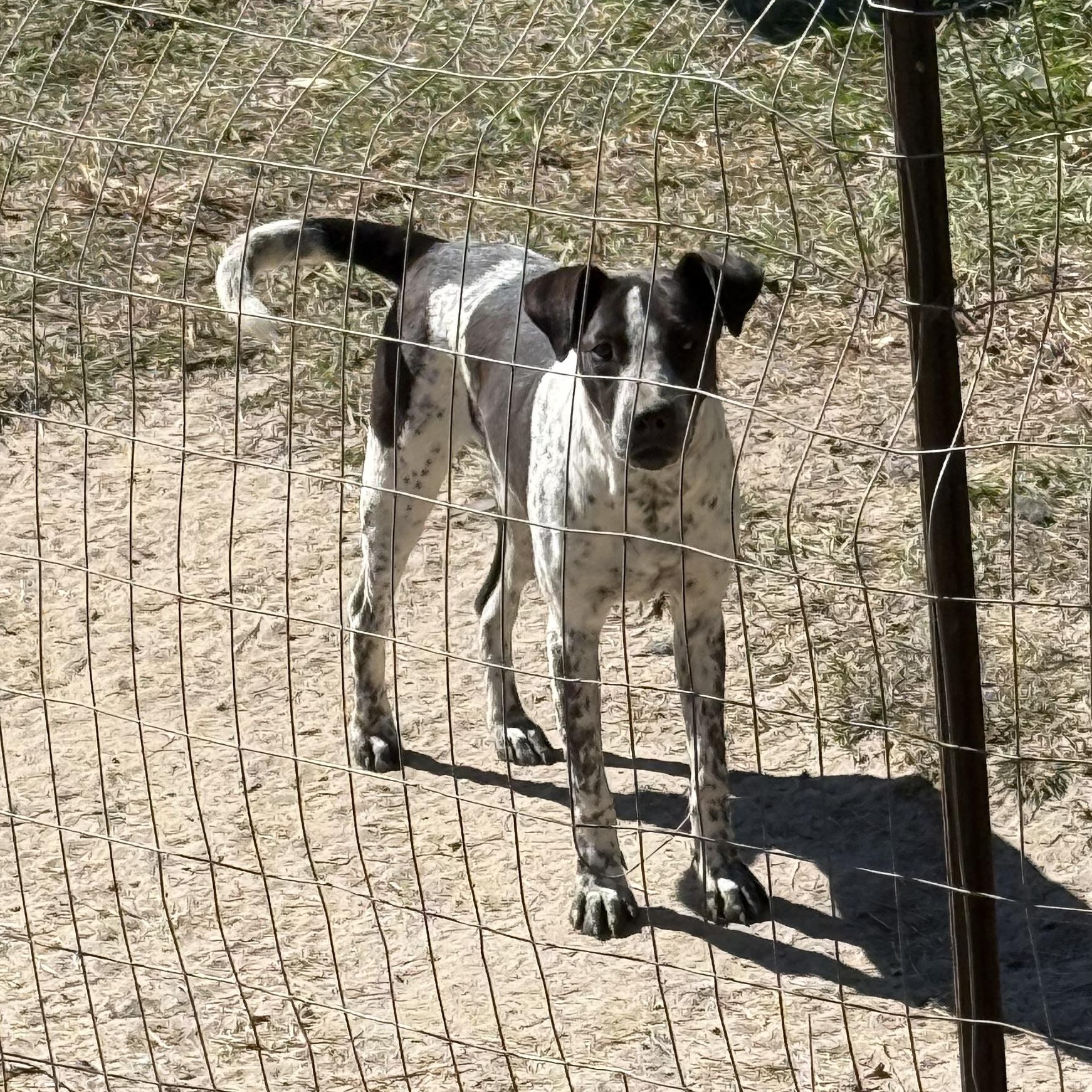 Enlarge Kizmett, a Adopted mixed breed in Grand ridge, FL image 3/4
