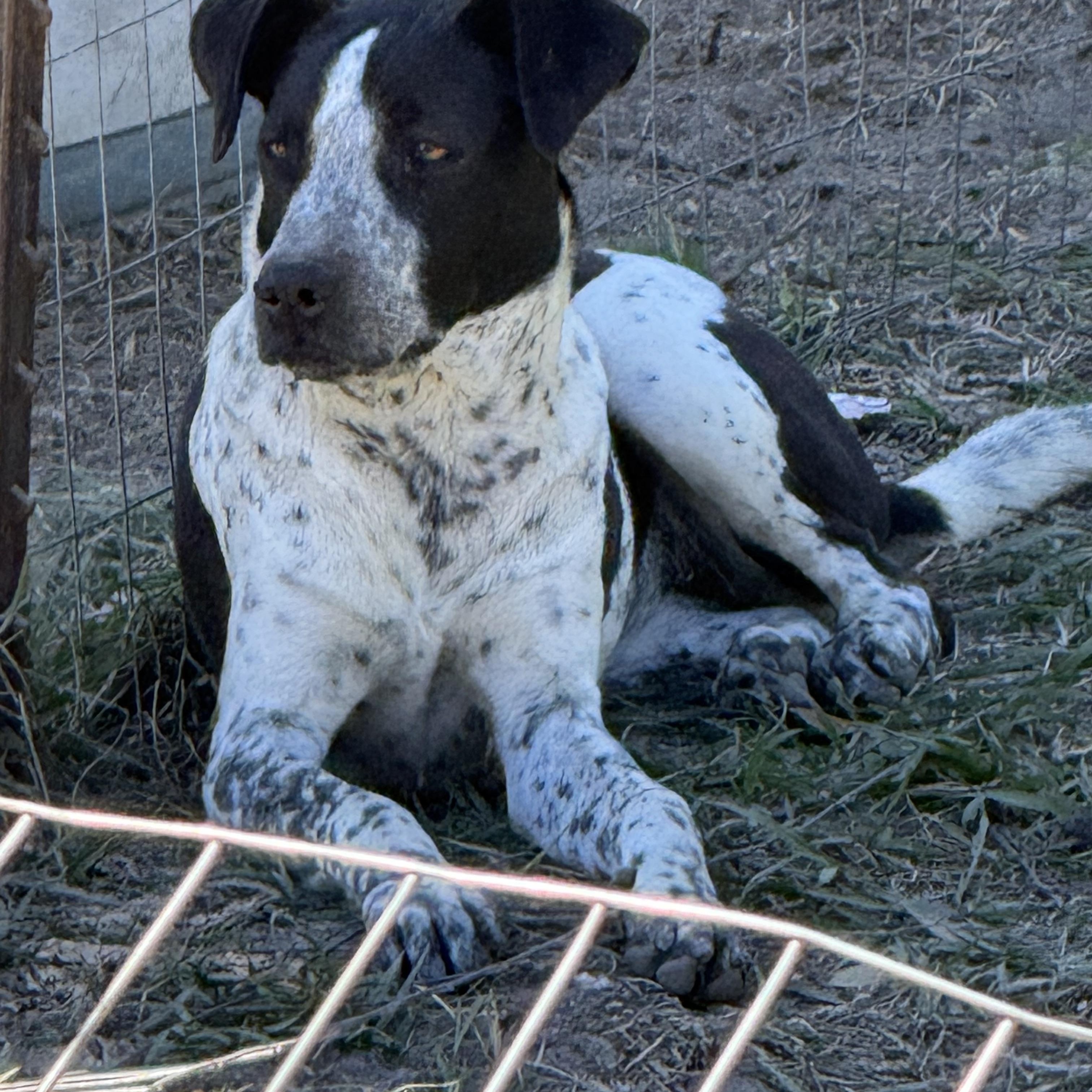 Kizmett, Adopted, Young Female German Shorthaired Pointer.