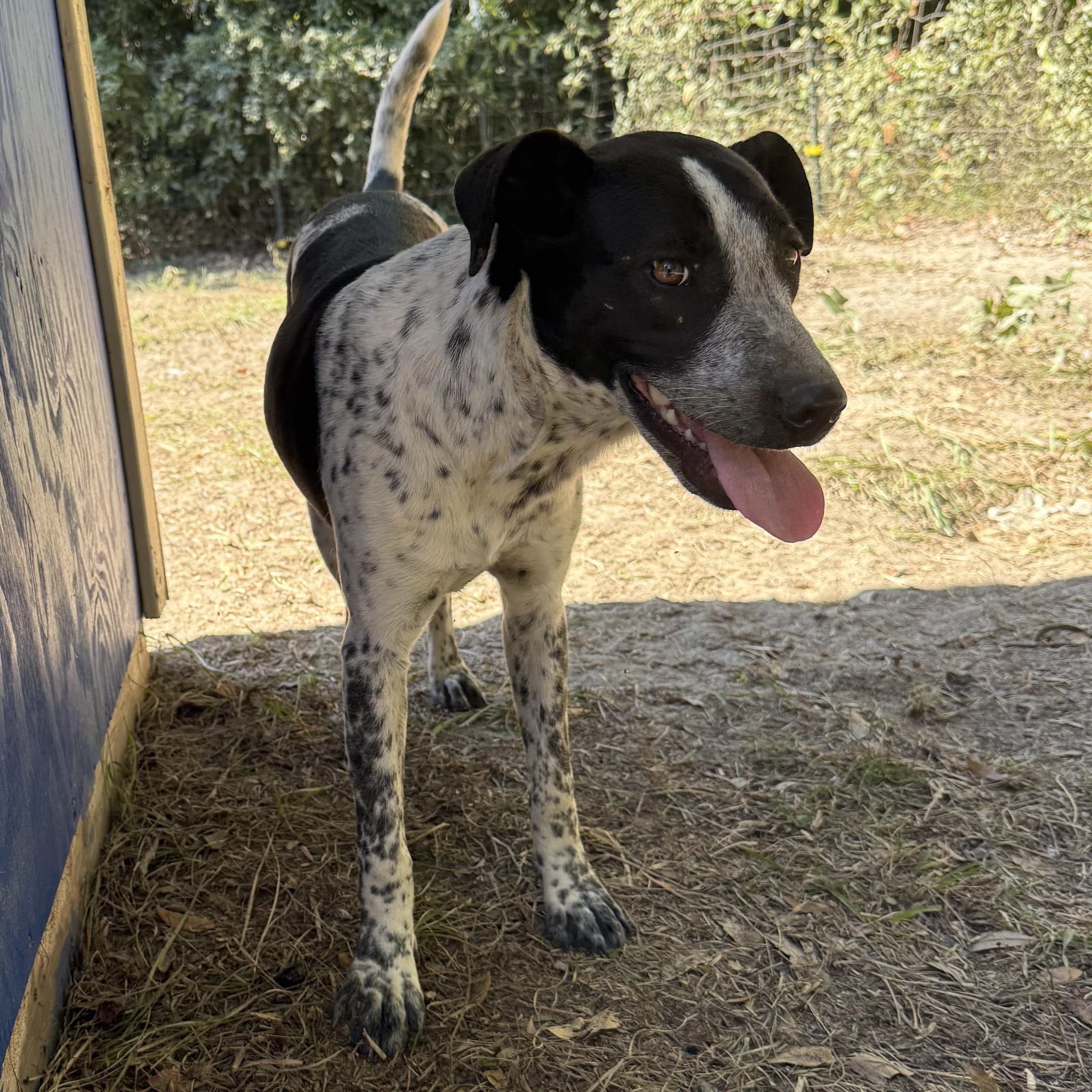 Enlarge Kizmett, a Adopted mixed breed in Grand ridge, FL image 4/4