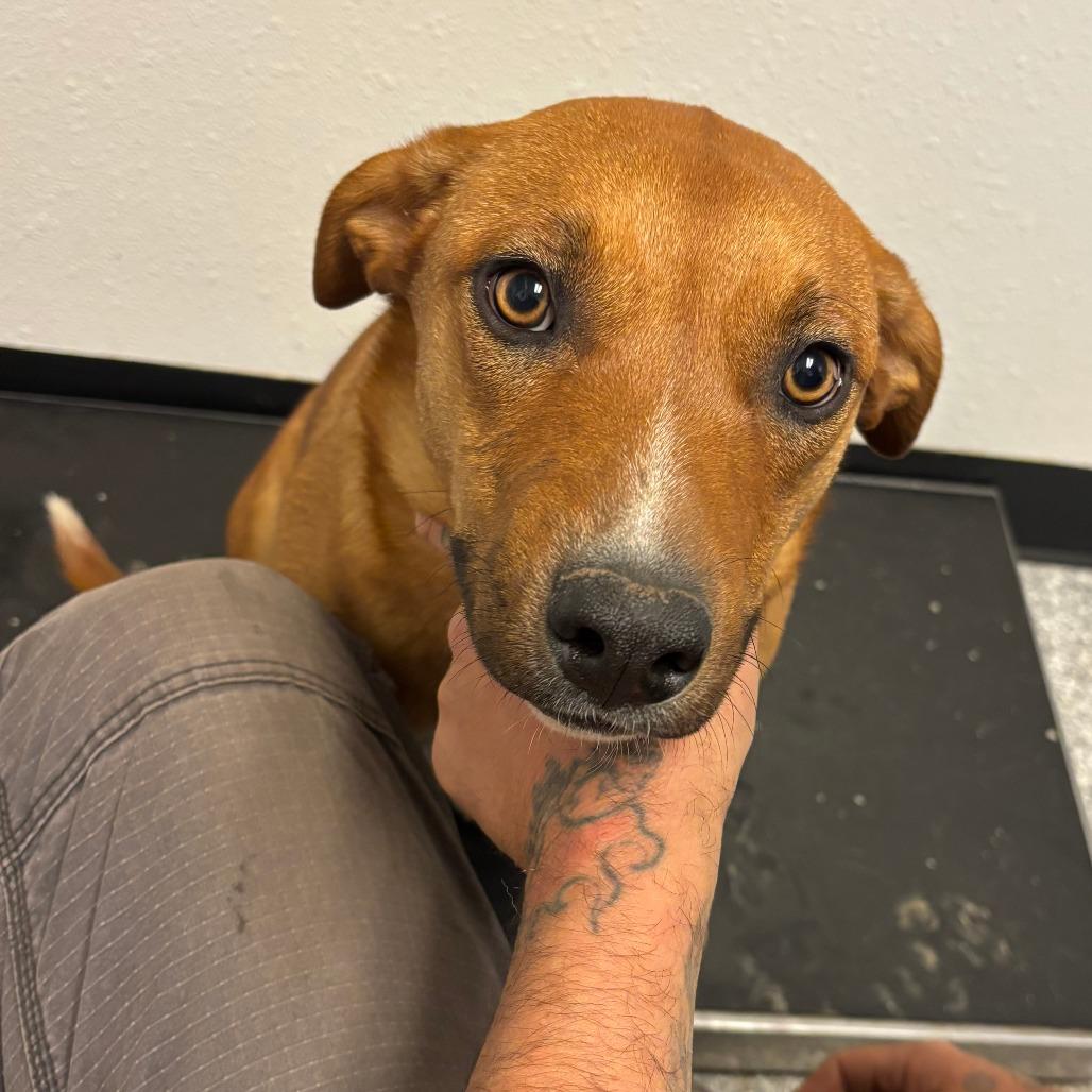 Charlie Brown, Adoptable, Young Male Coonhound.