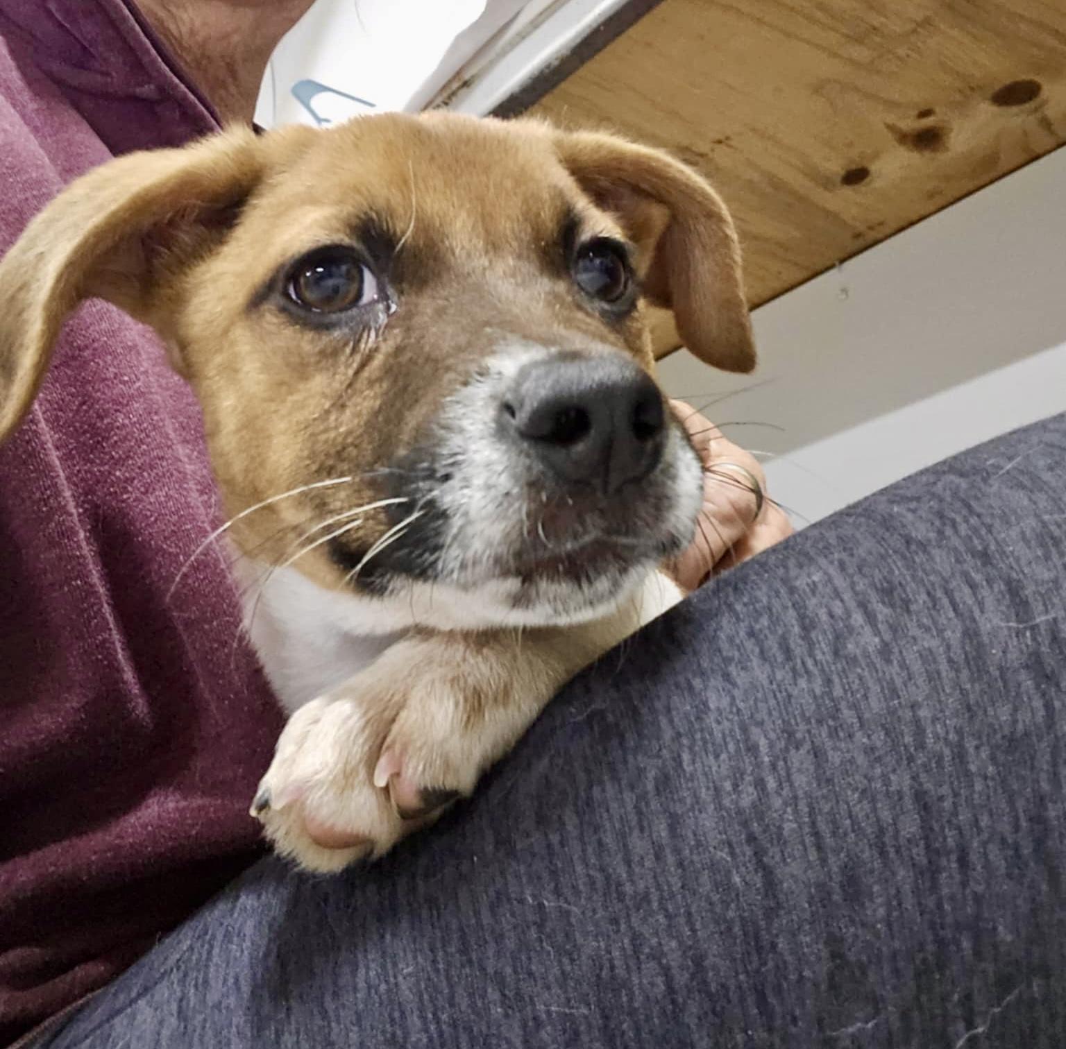 Enlarge Dolly, an adopted mixed breed in Buffalo, NY image 3/6