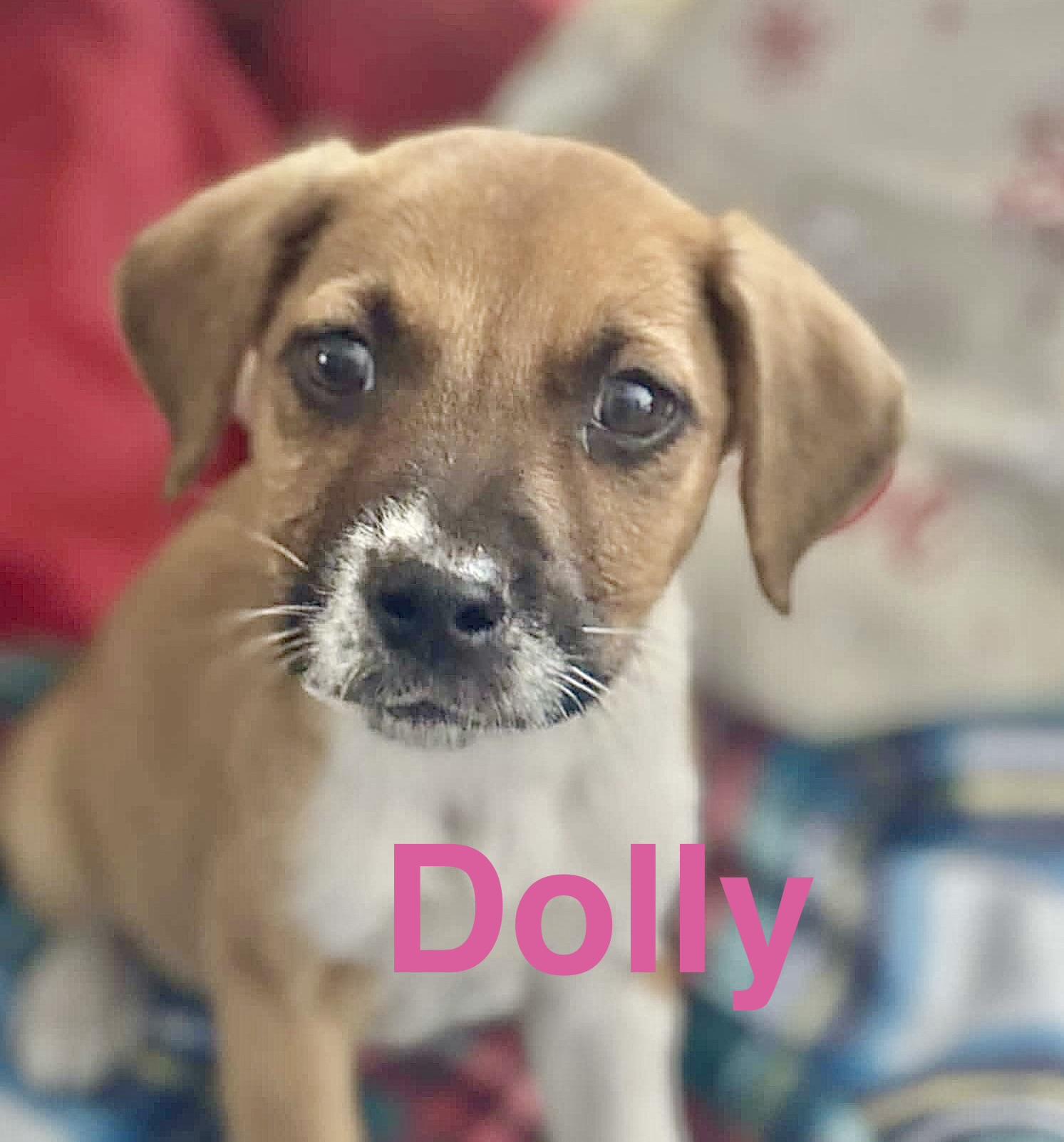 Enlarge Dolly, an adopted mixed breed in Buffalo, NY image 1/6