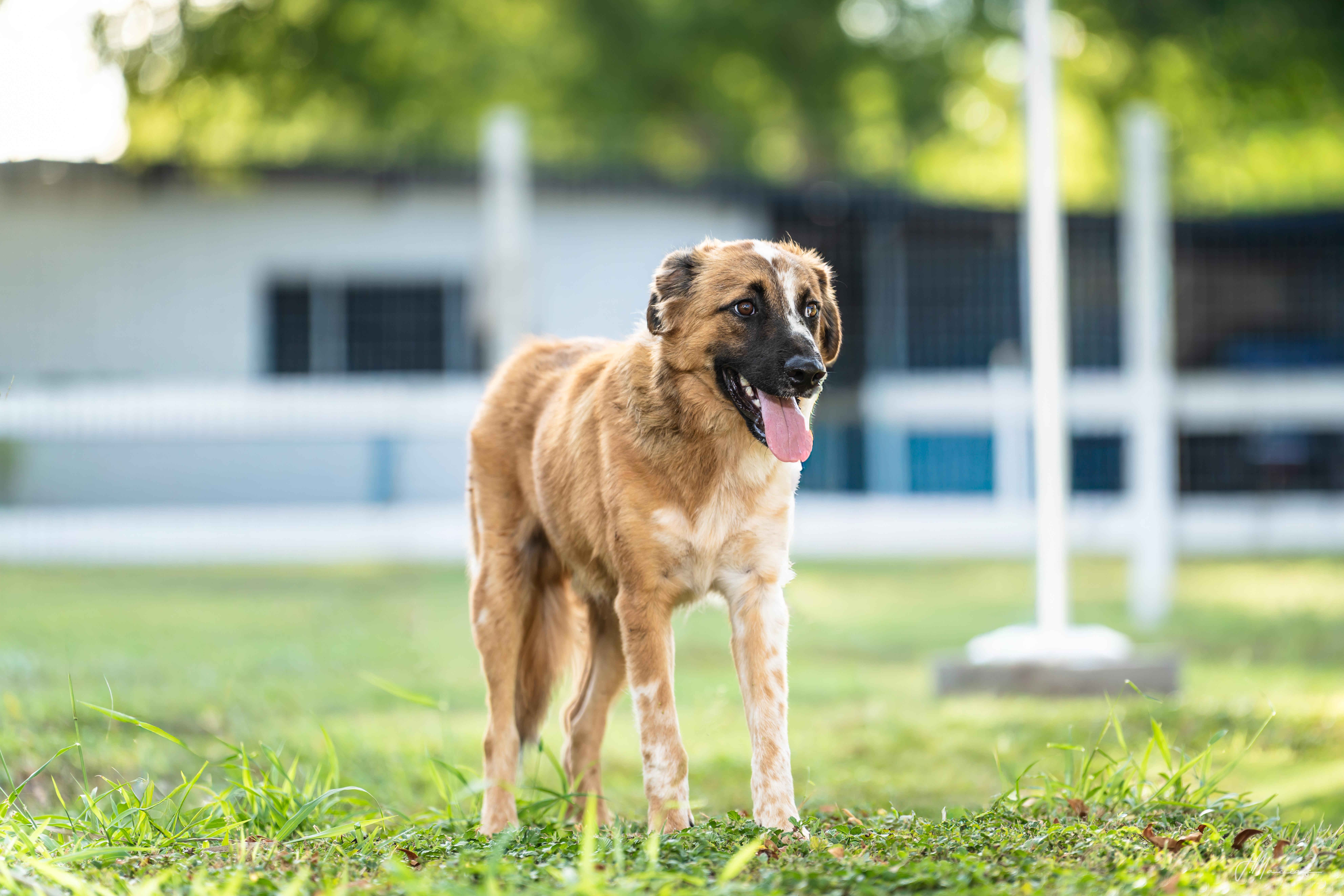 Enlarge Baron, a Adoptable mixed breed in Boerne, TX image 2/4