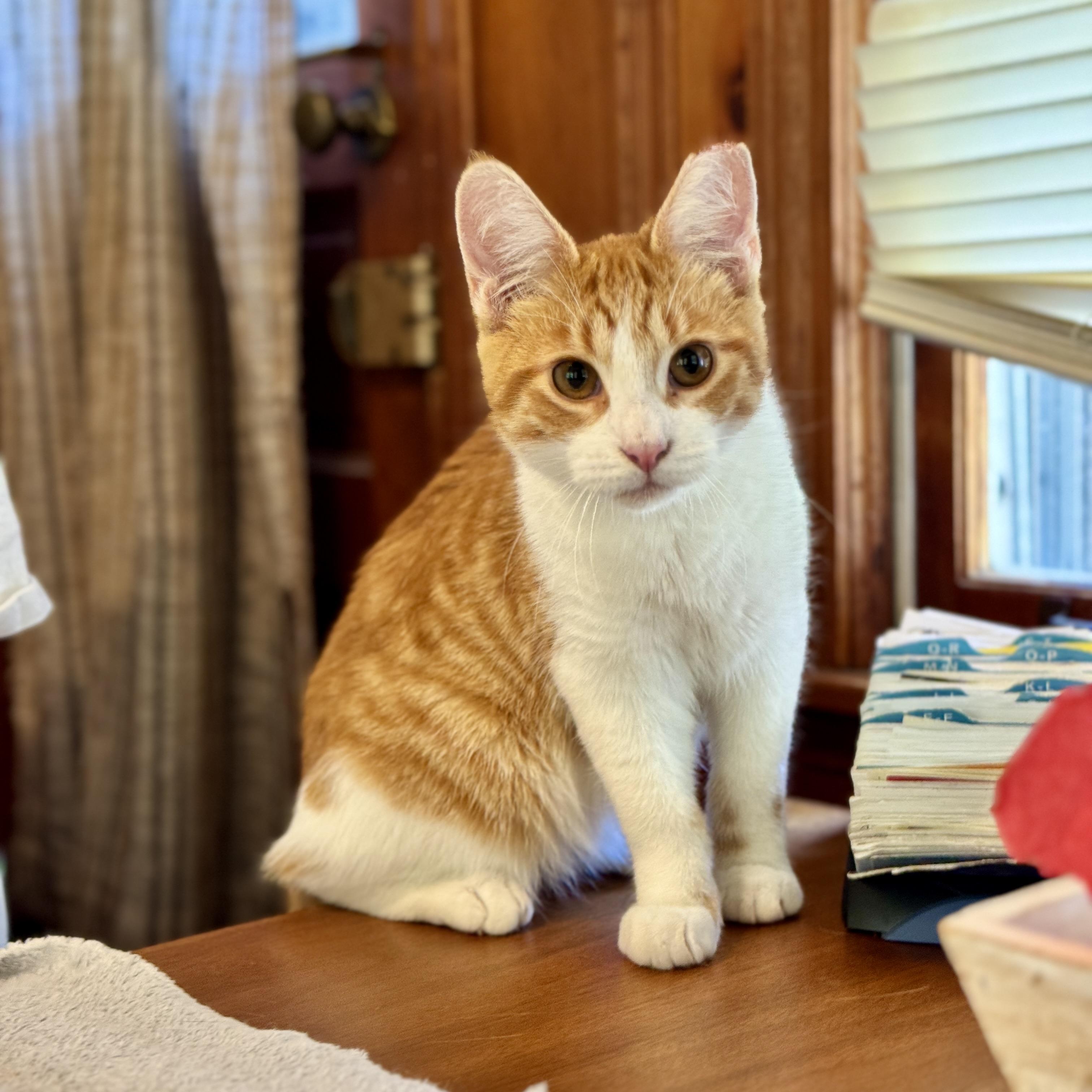 Atticus