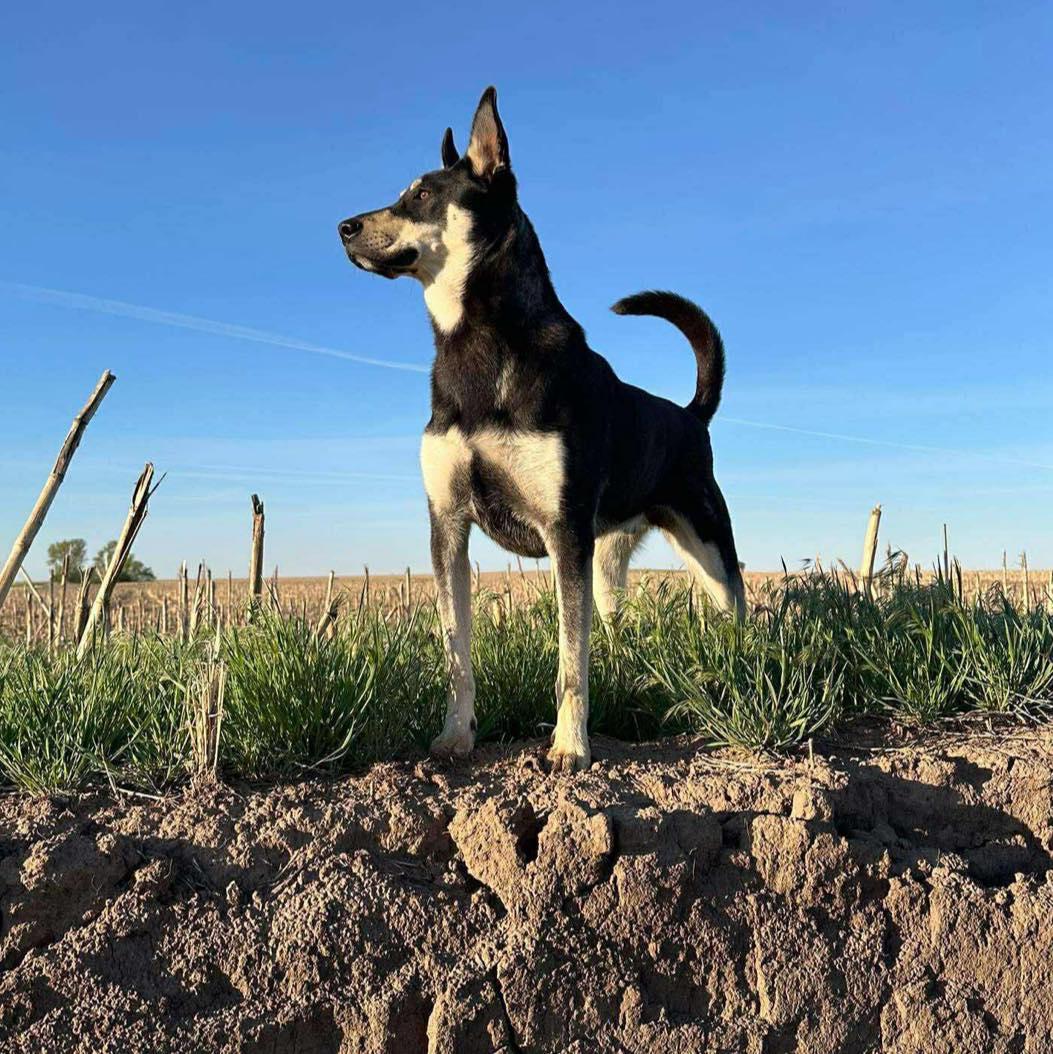 Enlarge Zuko, a ADOPTABLE mixed breed in Grand Island, NE image 3/3