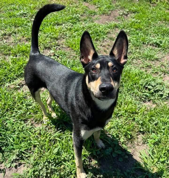 Enlarge Zuko, a Adoptable mixed breed in Grand Island, NE image 1/4