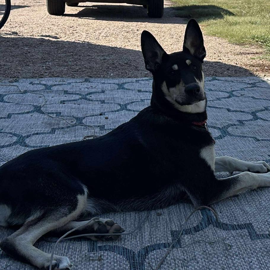 Enlarge Zuko, a ADOPTABLE mixed breed in Grand Island, NE image 1/3